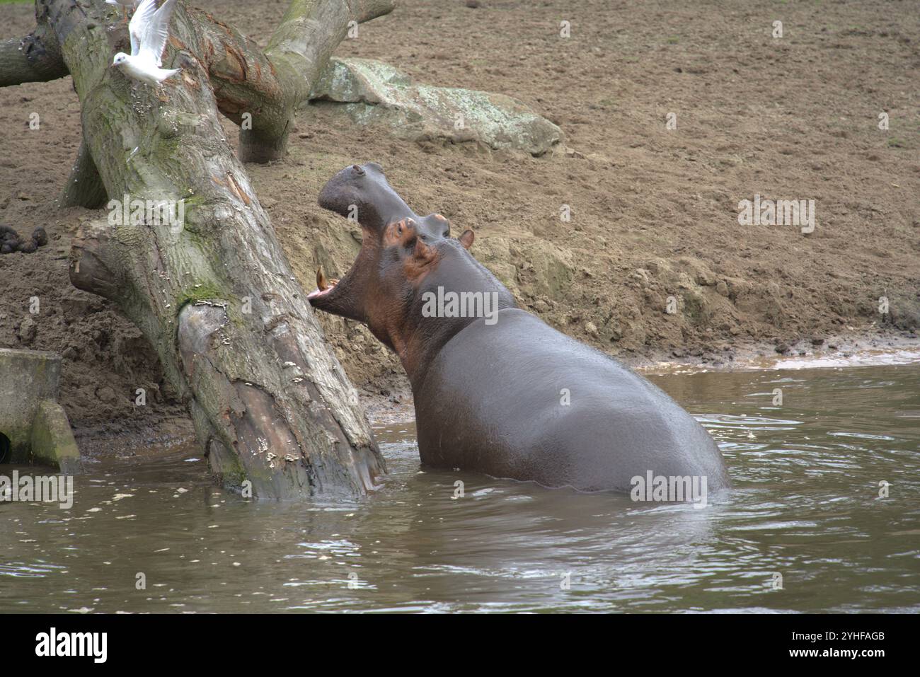 Incontro inaspettato: Ippopotamo sta tentando di catturare un gabbiano su un ramo di Lake Tree Foto Stock