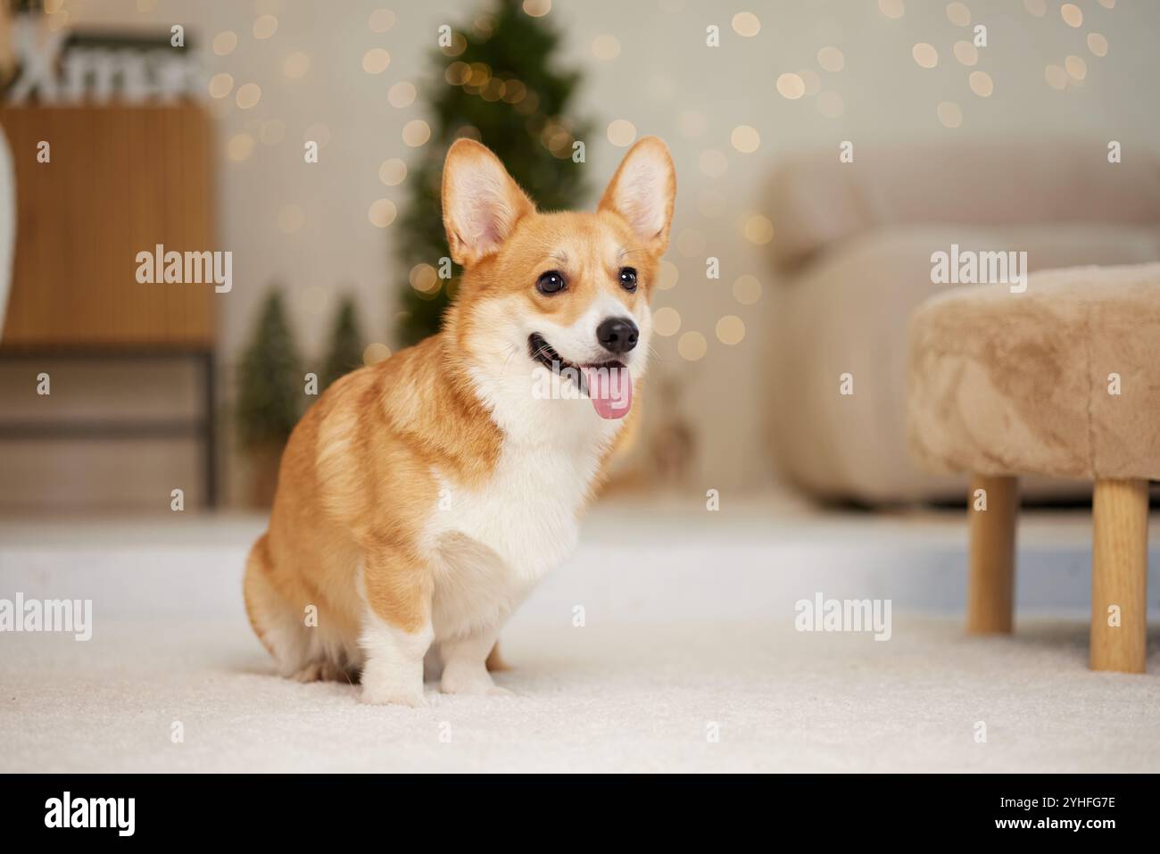 Un allegro corgi seduto su un morbido tappeto in una sala intima decorata con luci calde e un albero di Natale sullo sfondo. Foto Stock