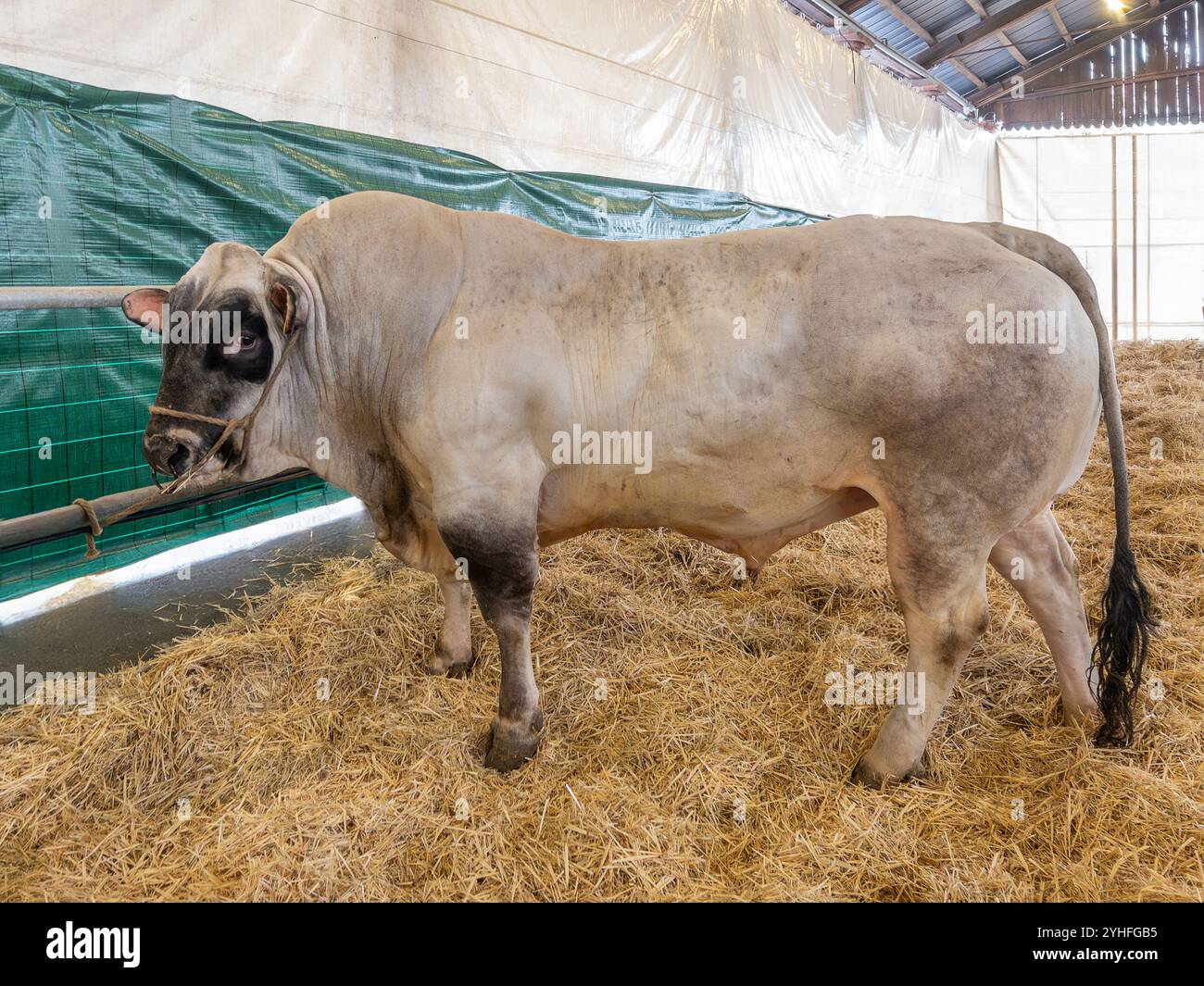 Toro di razza Piemontese, razza bovina autoctona del Piemonte, Italia Foto Stock