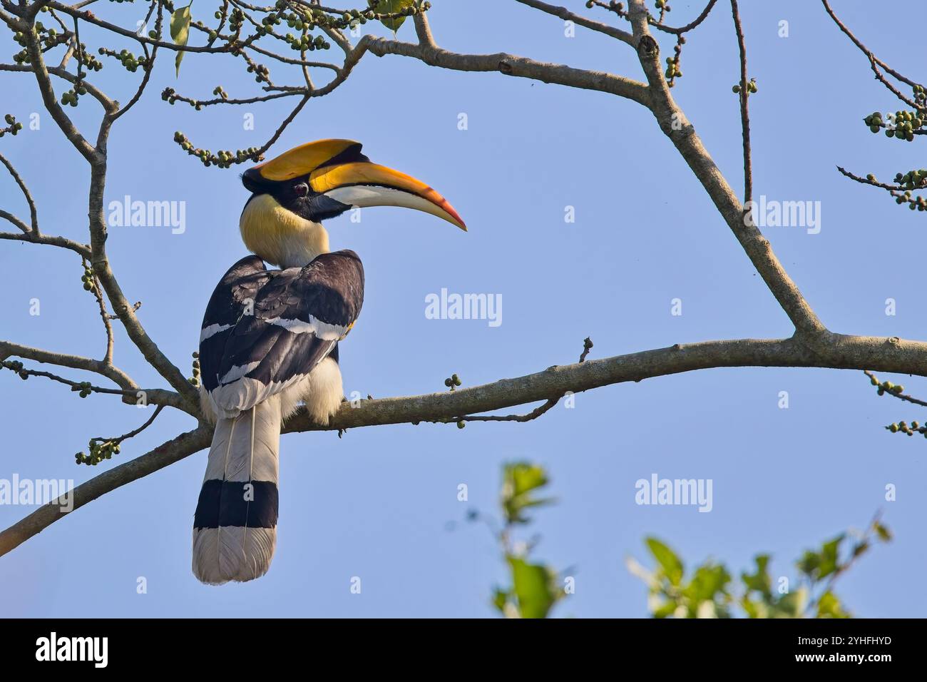 Great Hornbill (Buceros bicornis), arroccato su un albero, Jim Corbett National Park, Uttarakhand, India. Foto Stock