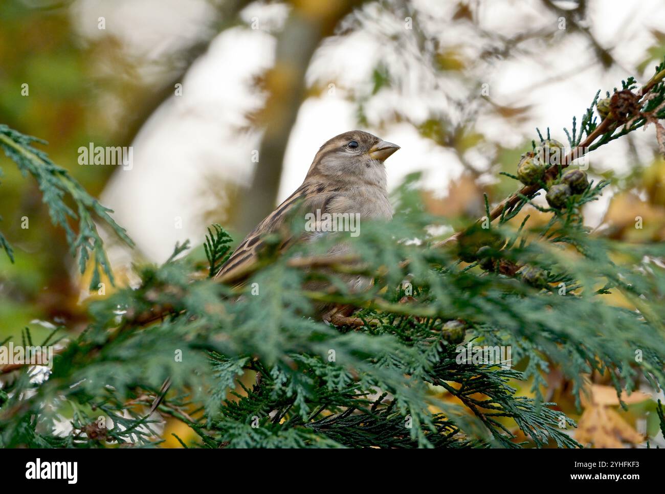 Un passero di casa femminile è arroccato tra i rami di un albero di thuja con cialde di semi visibili in un giardino del Regno Unito. Foto Stock