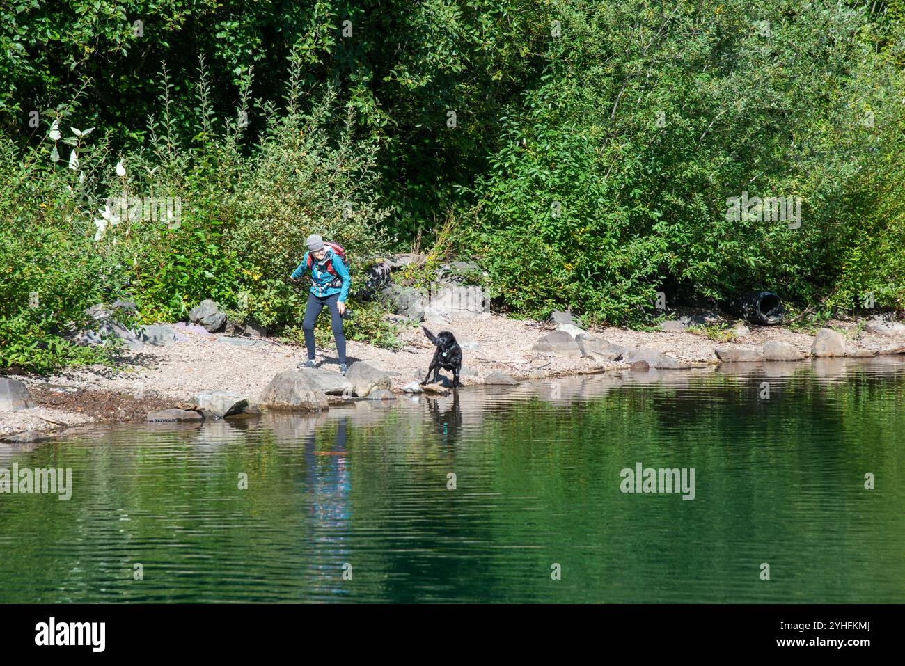 Una donna adulta lancia un bastone per il suo laboratorio nero da portare nel Cold Water Lake. Stato di Washington. STATI UNITI. Foto Stock