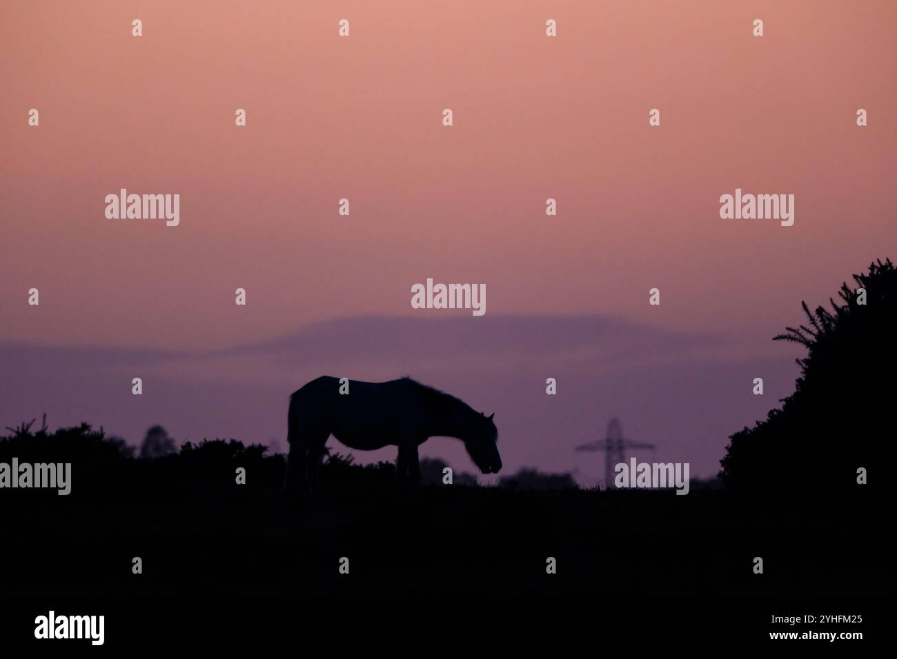 Un teleobiettivo dall'angolazione bassa con la silhouette di un pony della New Forest che si nutre al crepuscolo con un cielo viola morbido e spazio per le copie. Foto Stock