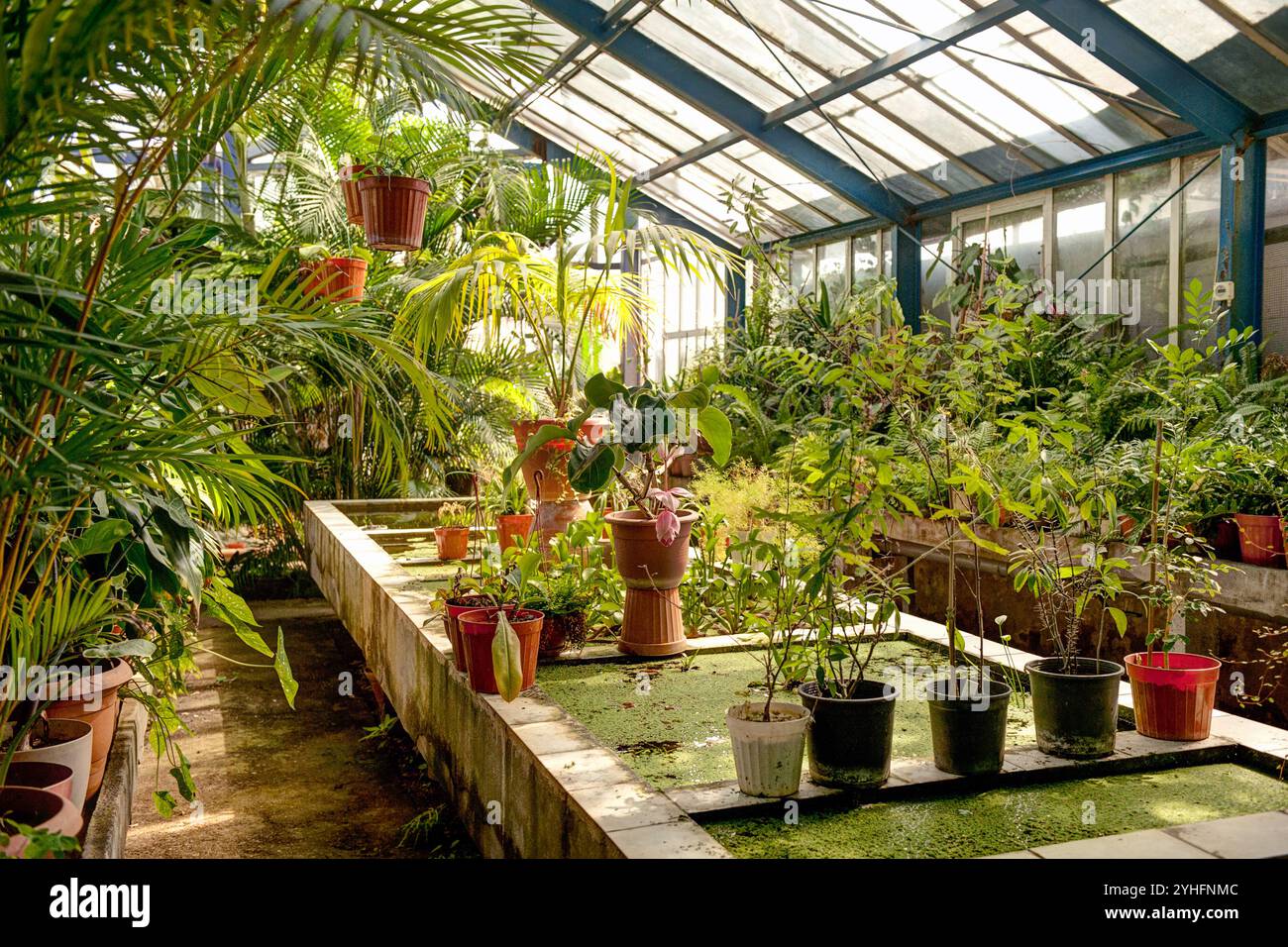 Interno illuminato dal sole della serra con una varietà di piante in vaso, lussureggiante vegetazione tropicale e piantine sospese sotto un tetto di vetro. Foto Stock