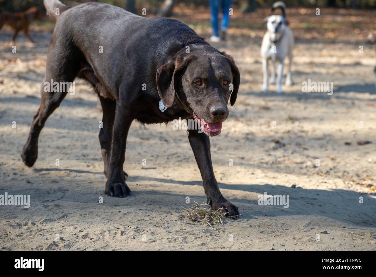 I cani corrono, giocano e socializzano all'interno di un recinto per cani all'interno del Quiet Waters Park. Quiet Waters Park è un parco nella parte orientale della contea di Anne Arundel, Maryland Foto Stock