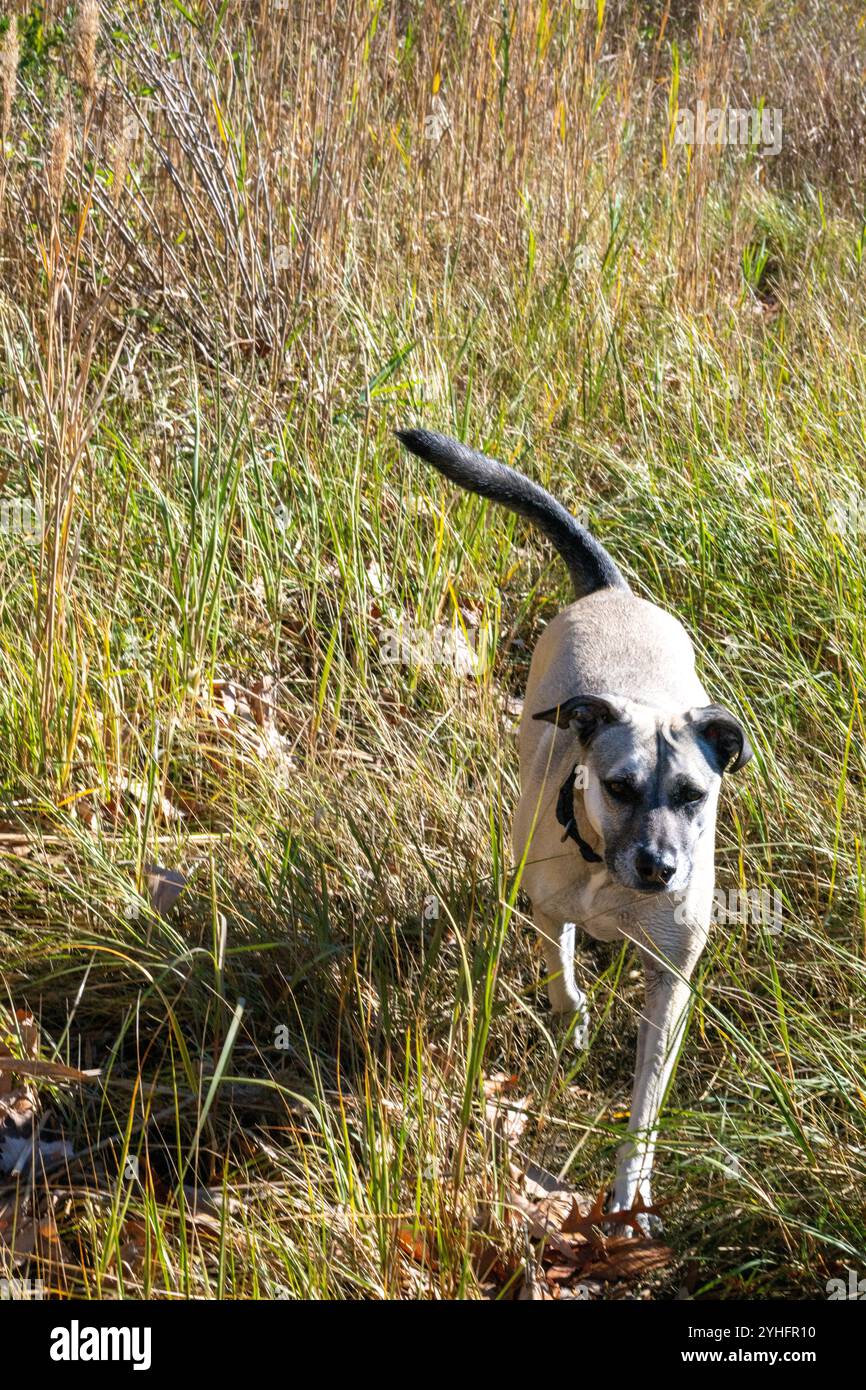 Un cane di razza mista esplora la Dog Beach al Quiet Waters Park. Quiet Waters Park è un parco situato nella parte orientale della contea di Anne Arundel, Maryland, Stati Uniti. IT Foto Stock