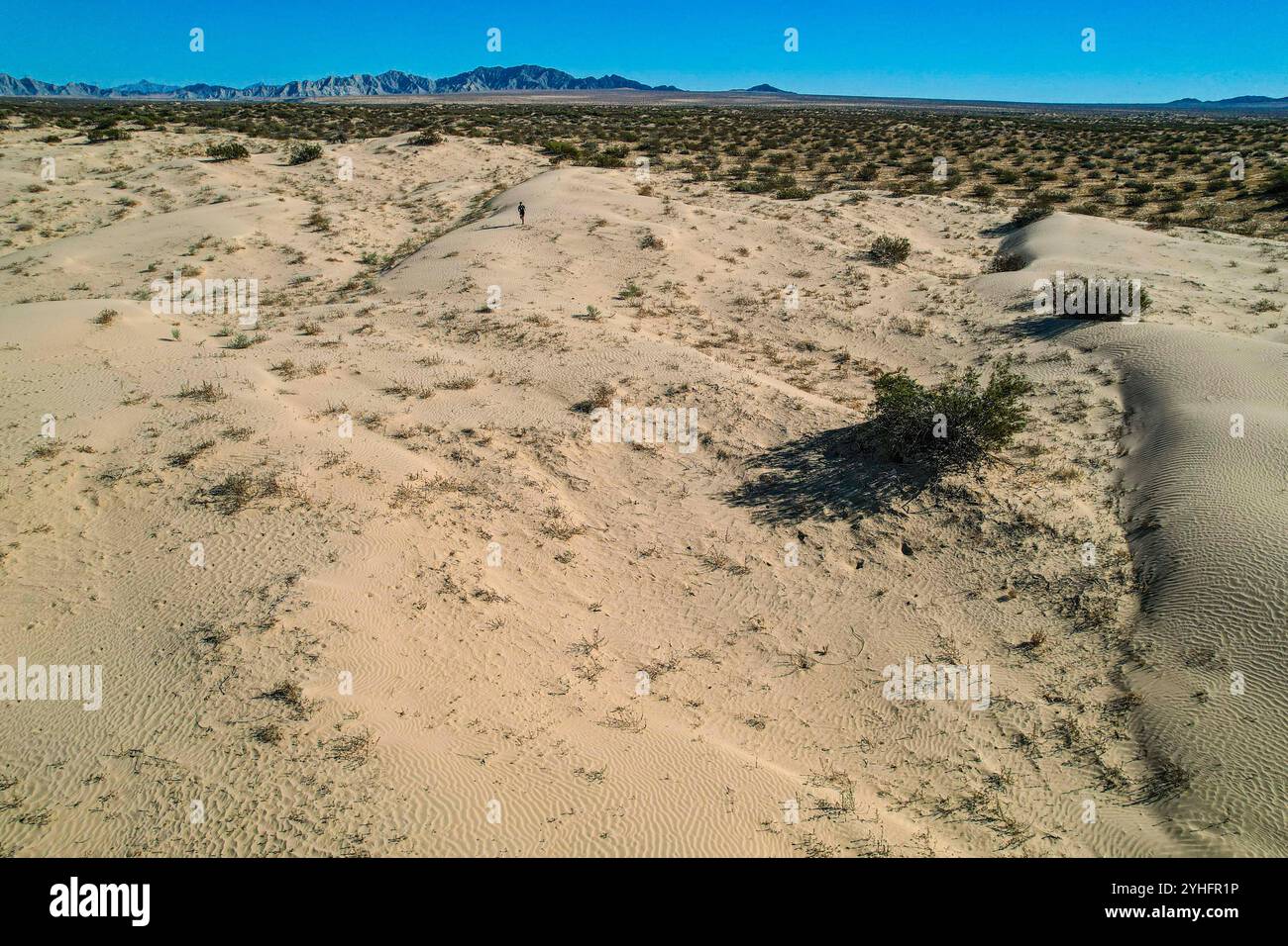 Deserto di Sonora, riserva della biosfera di El Pinacate e grande deserto altare nei dintorni di Puerto Peñasco, Sonora, Messico. (Foto di Luis Gutierrez/Norte Photo/) Desierto de Sonora , Reserva de la Biósfera El Pinacate y Gran Desierto de Altar en los alrededores de Puerto Peñasco, Sonora, Messico. (Foto di Luis Gutierrez/Norte Photo/) Foto Stock