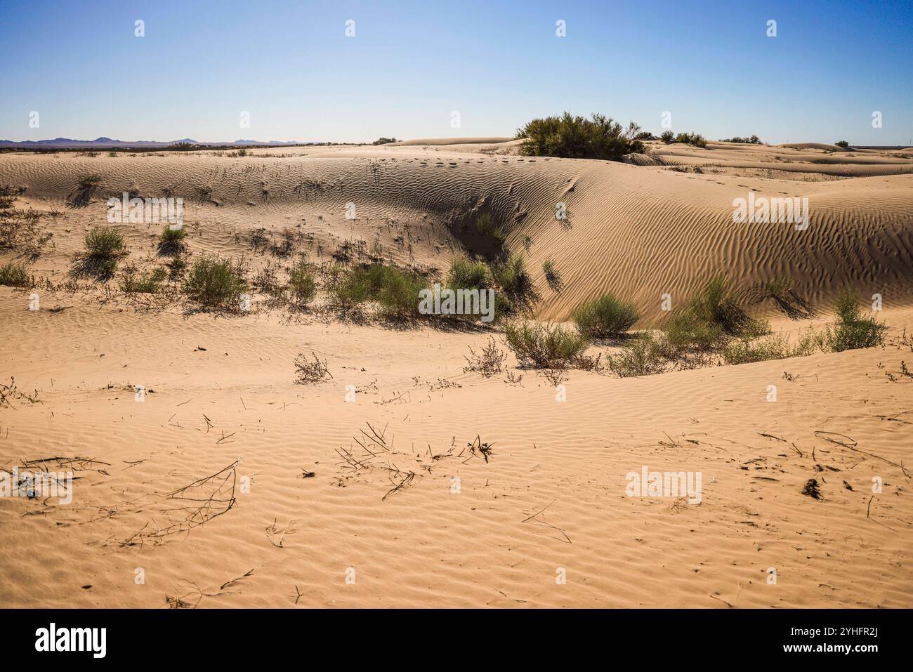 Deserto di Sonora, riserva della biosfera di El Pinacate e grande deserto altare nei dintorni di Puerto Peñasco, Sonora, Messico. (Foto di Luis Gutierrez/Norte Photo/) Desierto de Sonora , Reserva de la Biósfera El Pinacate y Gran Desierto de Altar en los alrededores de Puerto Peñasco, Sonora, Messico. (Foto di Luis Gutierrez/Norte Photo/) Foto Stock