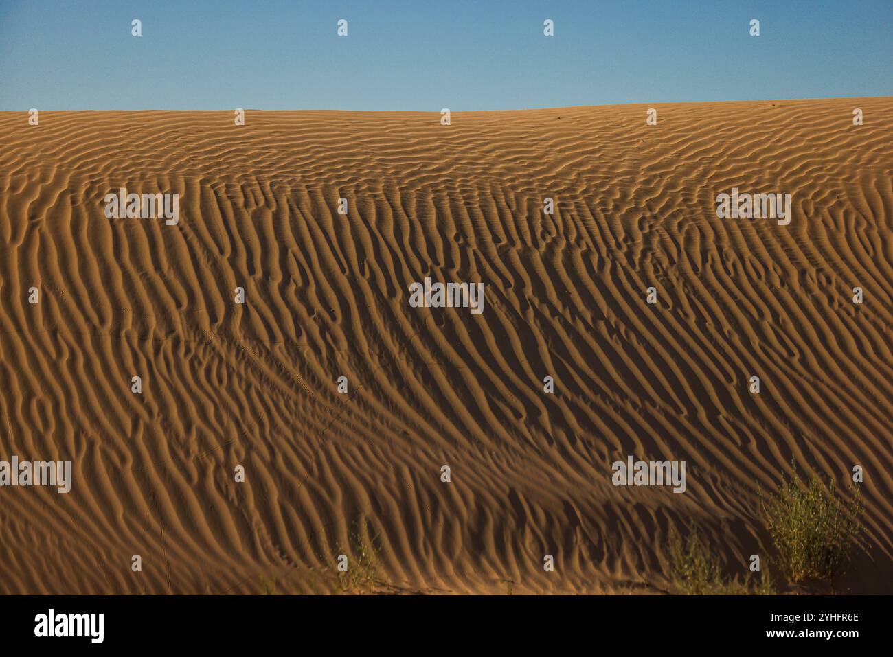 Deserto di Sonora, riserva della biosfera di El Pinacate e grande deserto altare nei dintorni di Puerto Peñasco, Sonora, Messico. (Foto di Luis Gutierrez/Norte Photo/) Desierto de Sonora , Reserva de la Biósfera El Pinacate y Gran Desierto de Altar en los alrededores de Puerto Peñasco, Sonora, Messico. (Foto di Luis Gutierrez/Norte Photo/) Foto Stock