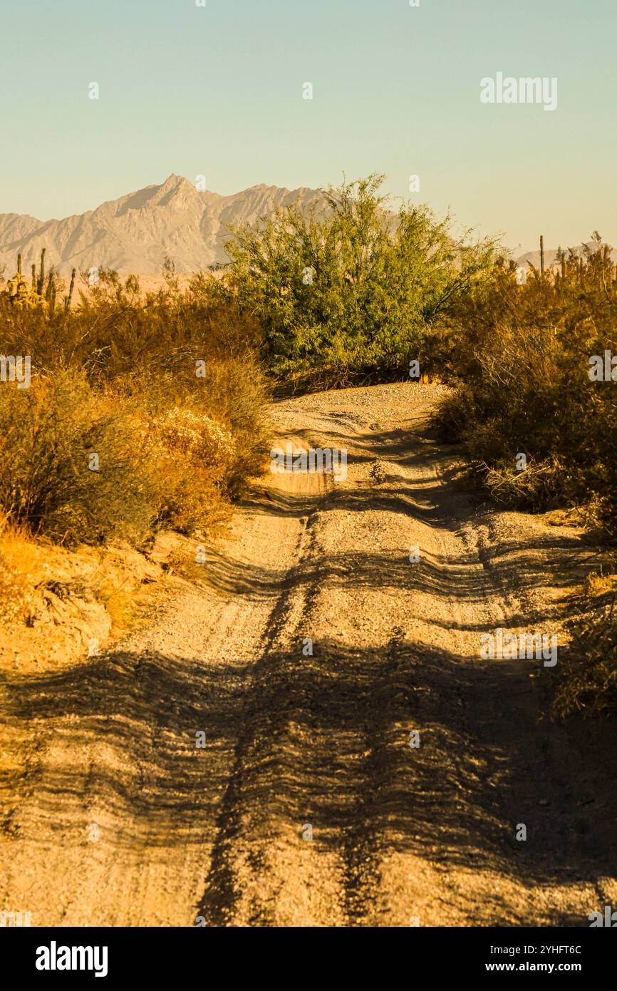 Deserto di Sonora, riserva della biosfera di El Pinacate e grande deserto altare nei dintorni di Puerto Peñasco, Sonora, Messico. (Foto di Luis Gutierrez/Norte Photo/) Desierto de Sonora , Reserva de la Biósfera El Pinacate y Gran Desierto de Altar en los alrededores de Puerto Peñasco, Sonora, Messico. (Foto di Luis Gutierrez/Norte Photo/) Foto Stock