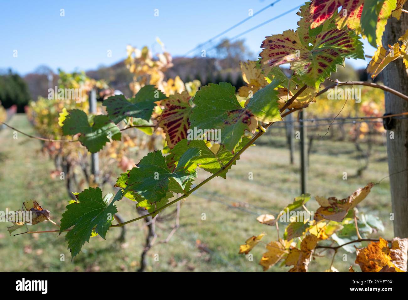 Filari di viti all'azienda vinicola Great Frogs di Annapolis, Maryland Foto Stock