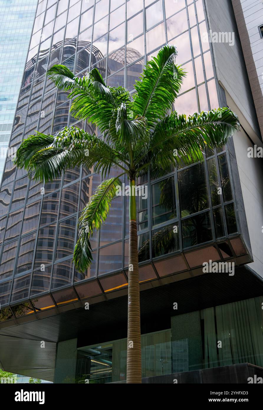 Una palma davanti a un grattacielo di vetro della banca UCO nel quartiere finanziario della città di Singapore. L'area della città di Singapore è un lavaggio di piante e alberi. Foto Stock