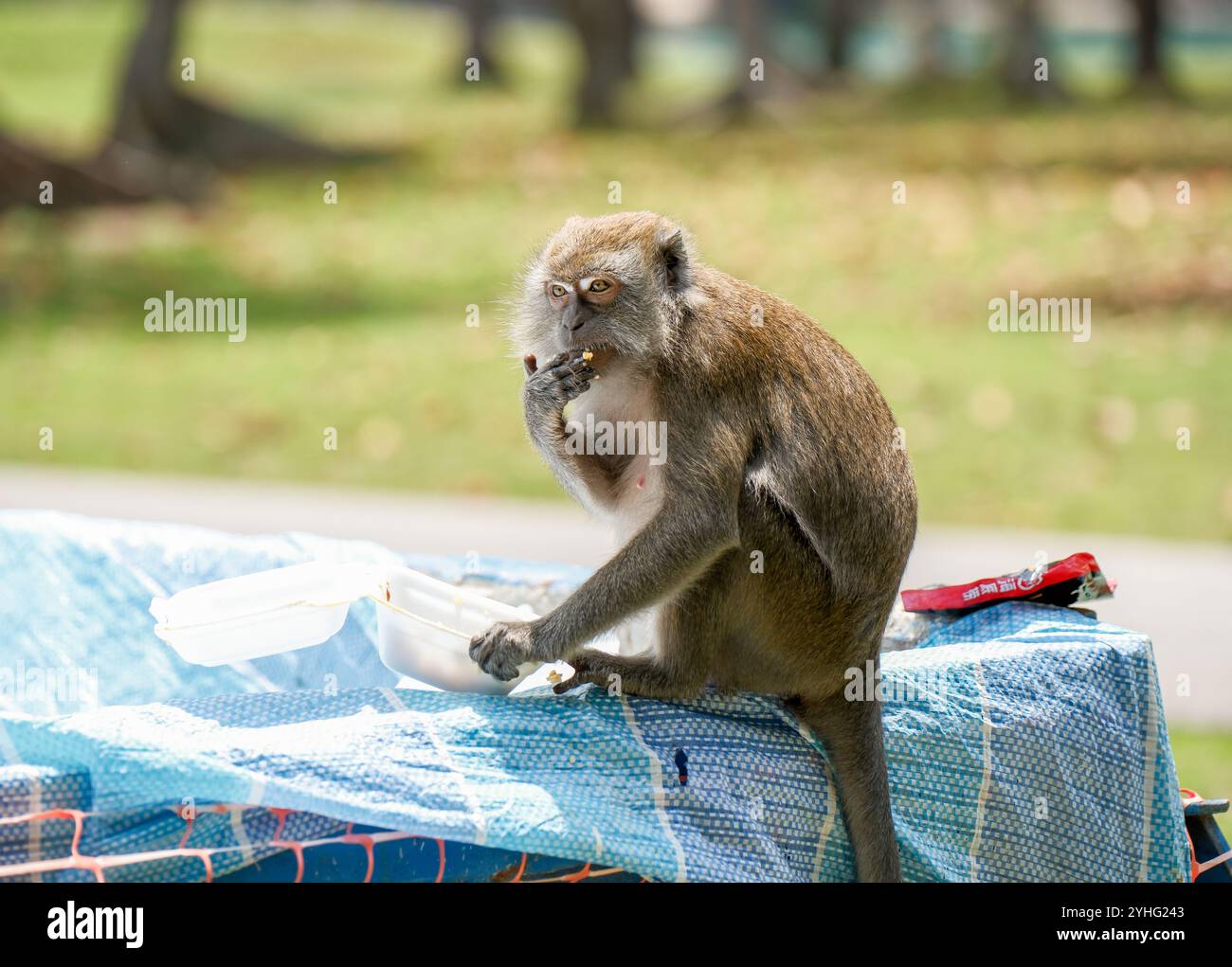 Una scimmia Macaque selvatica dalla coda lunga originaria di Singapore che si nutre di un contenitore di cibo di scarto trovato nel cestino dei rifiuti, qui nell'immagine sull'isola di St Johns. Foto Stock