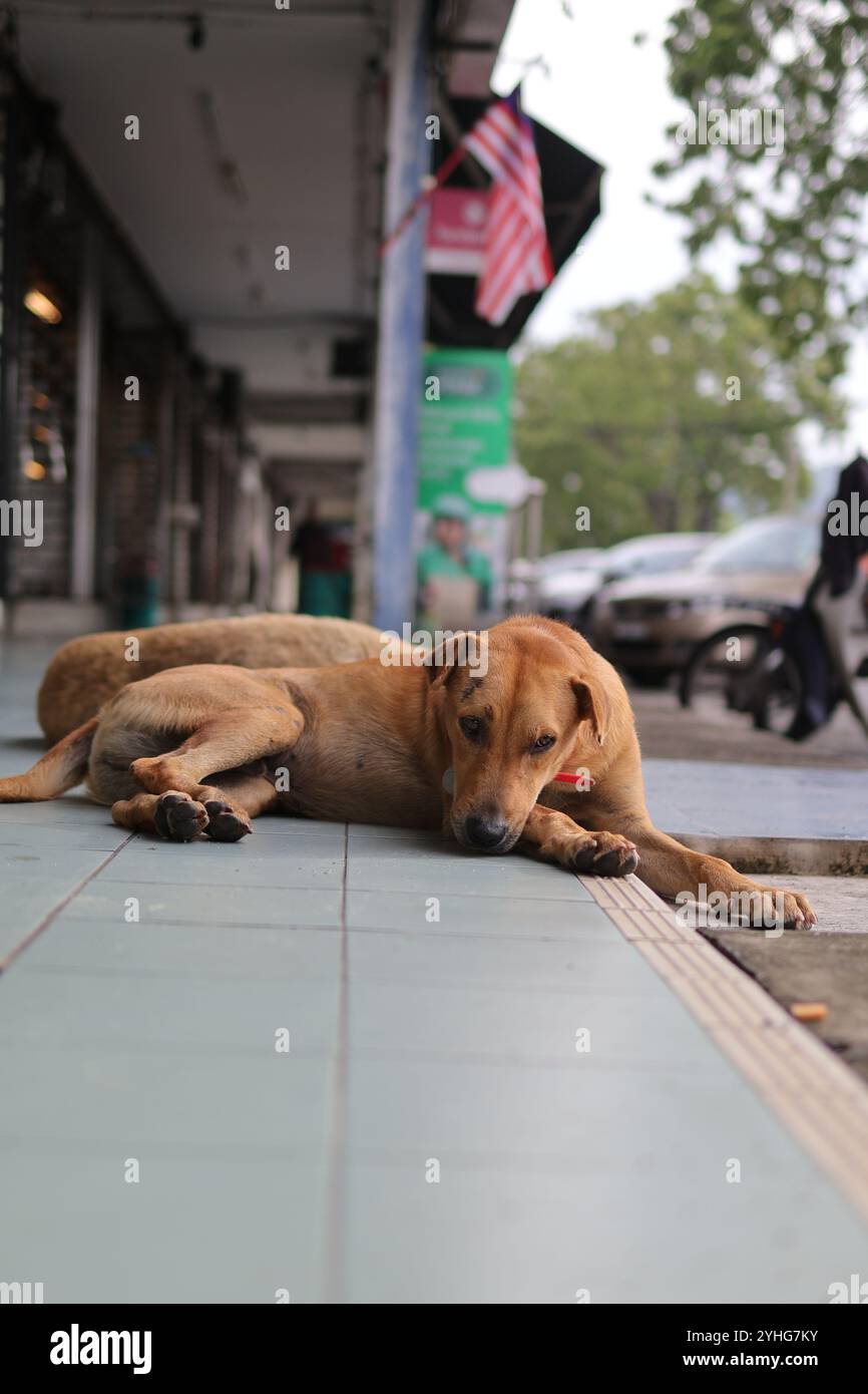 Un cane randagio abbronzato solitario si stende contro le mura della città, incarnando i momenti tranquilli della vita di strada. Foto Stock
