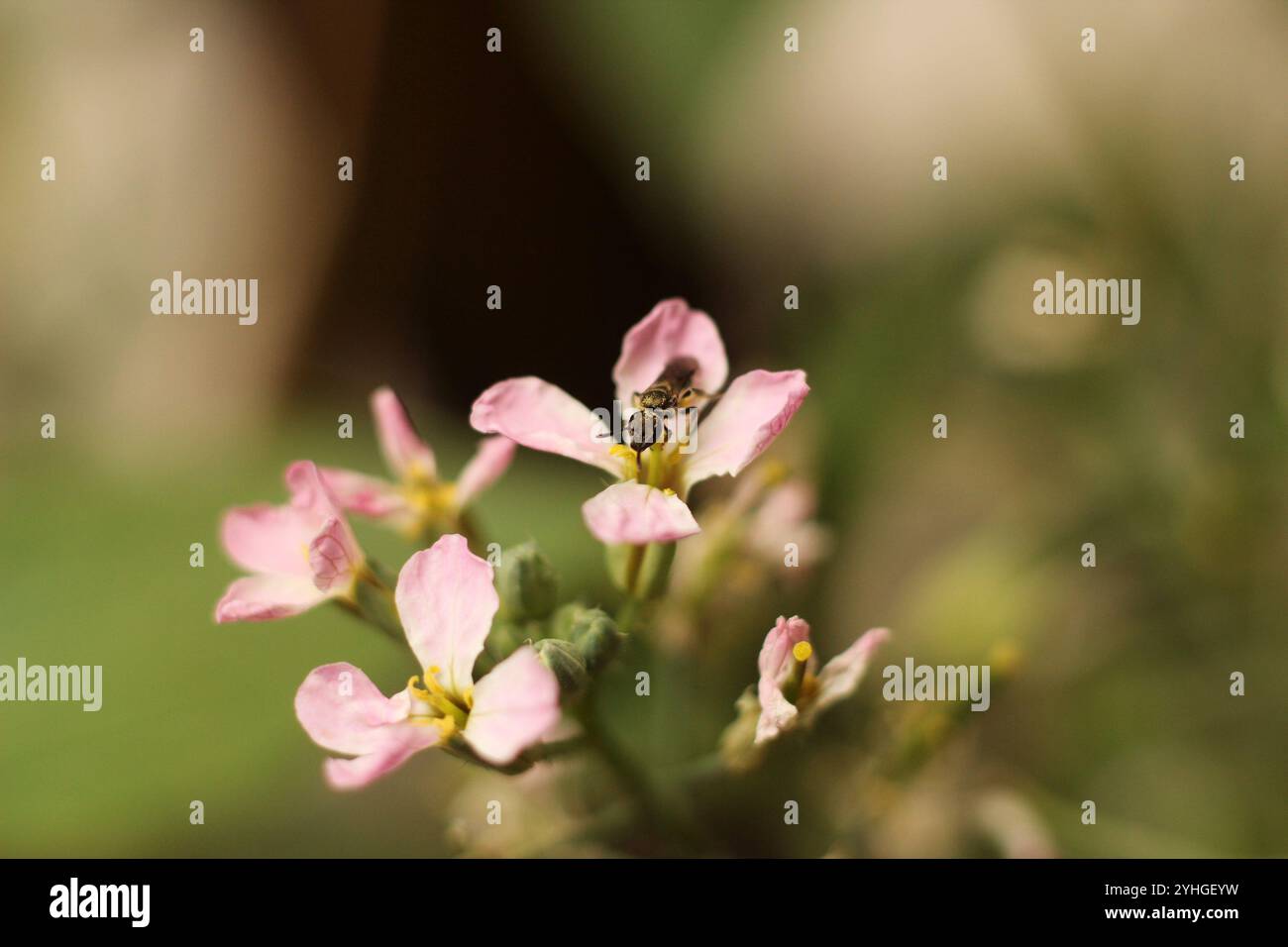 Flora Foto Stock