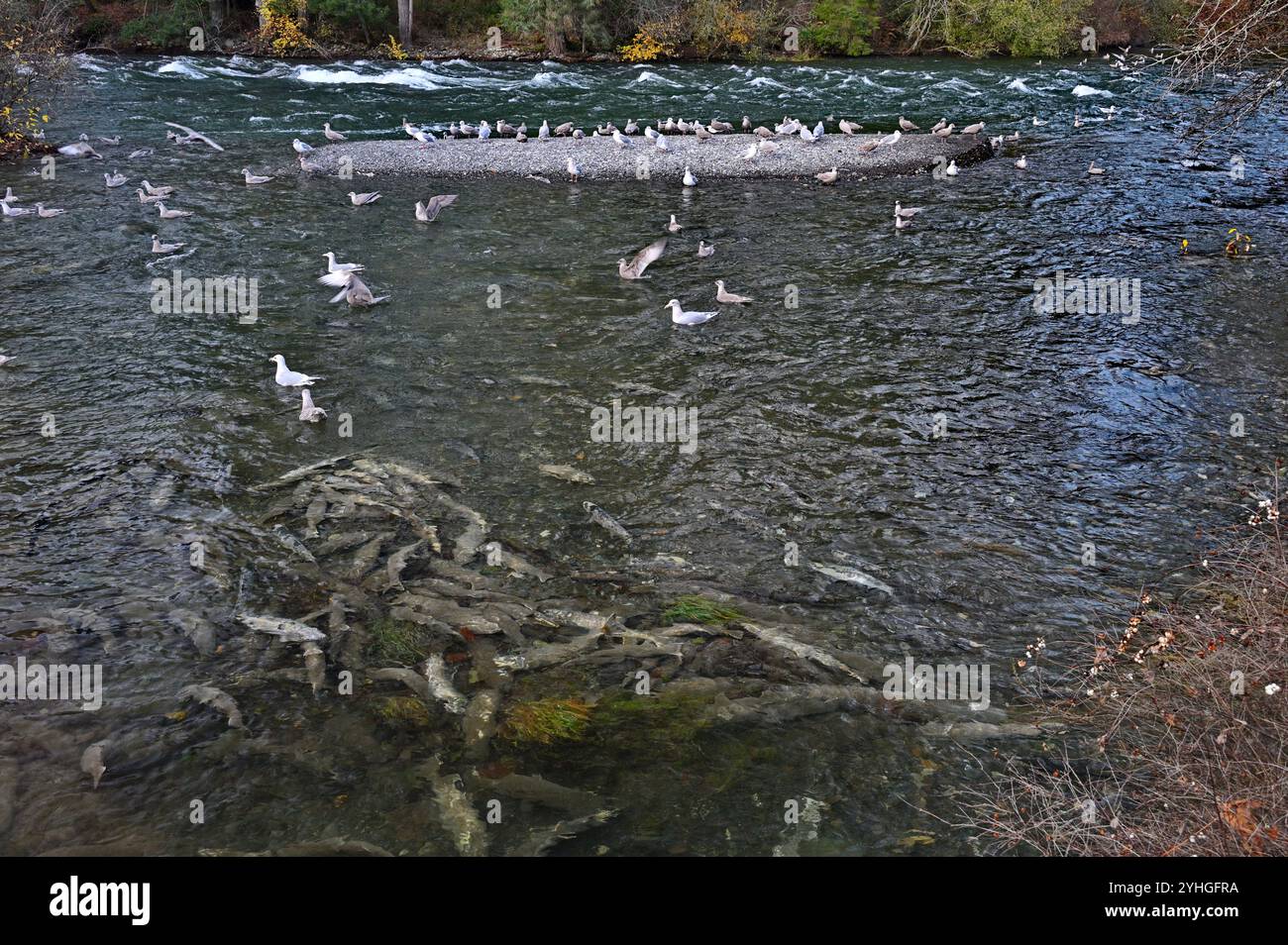 Riproduzione di salmoni, Courtenay Comox Valley, Vancouver Island, British Columbia, Canada Foto Stock