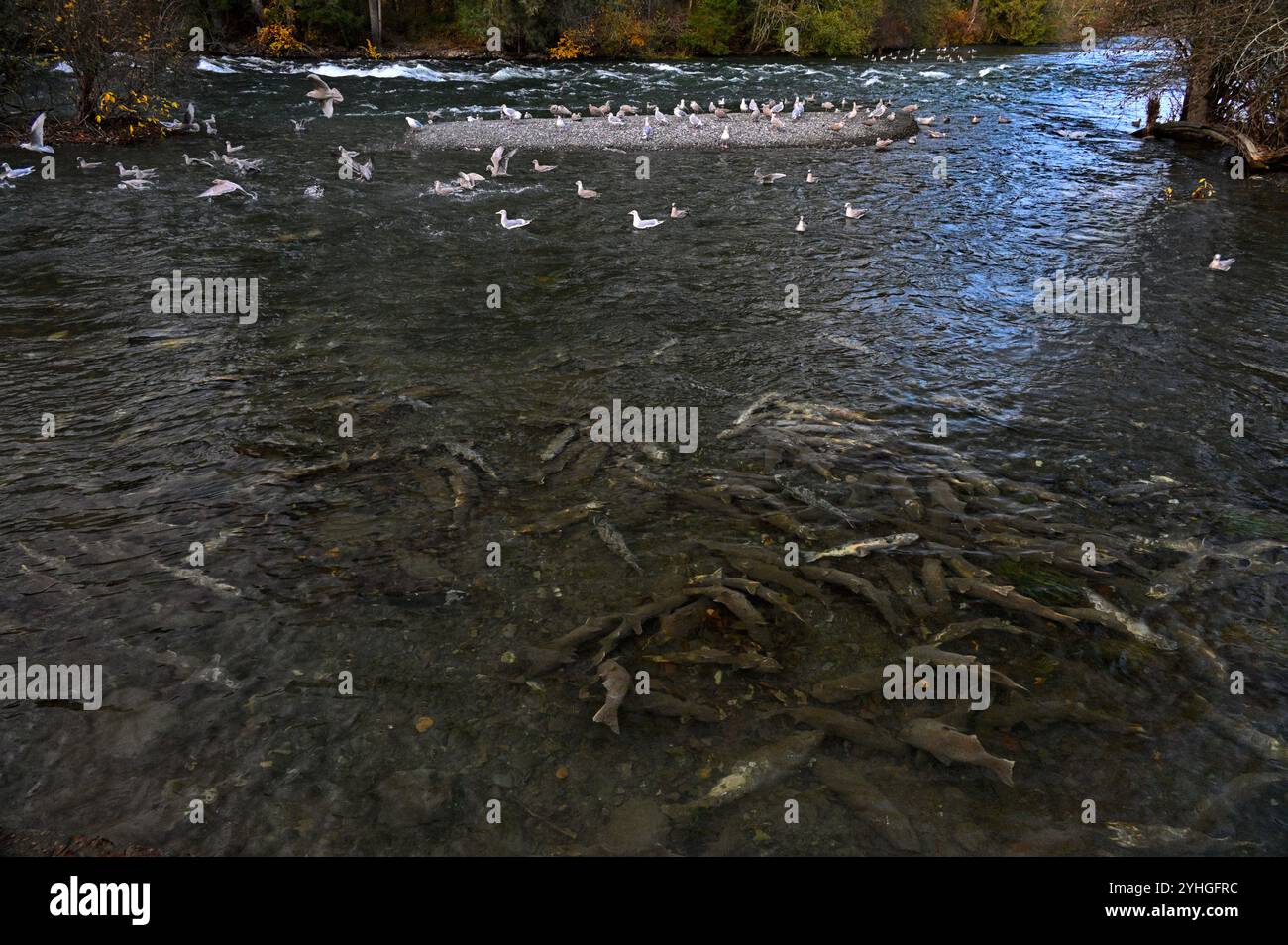 Riproduzione di salmoni, Courtenay Comox Valley, Vancouver Island, British Columbia, Canada Foto Stock