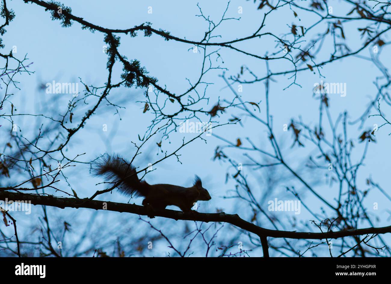 Uno scoiattolo che partecipa all'attività di arrampicata su un albero nel suo habitat naturale Foto Stock