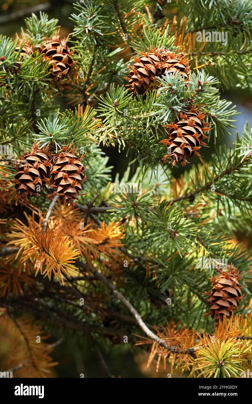 Douglas Fir in transizione in autunno Foto Stock