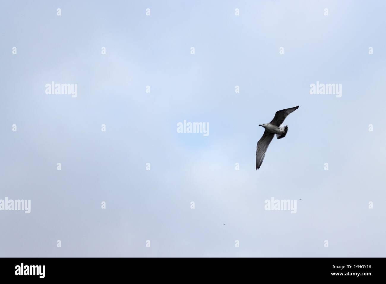 Un gabbiano solitario si innalza contro il pallido cielo di novembre sopra Ueckermünde, mostrando la serena bellezza della natura in una tranquilla giornata autunnale. Foto Stock