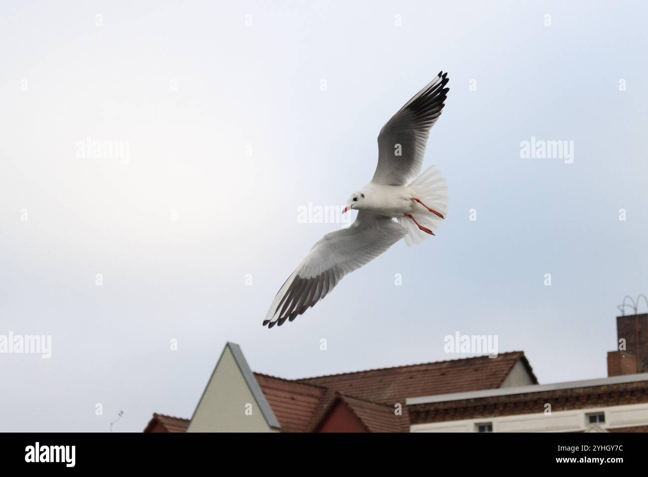 Un gabbiano si innalza graziosamente sui tetti di una città costiera a Ueckermünde in un fresco giorno di novembre, catturando il fascino dell'ambiente sul lungomare. Foto Stock