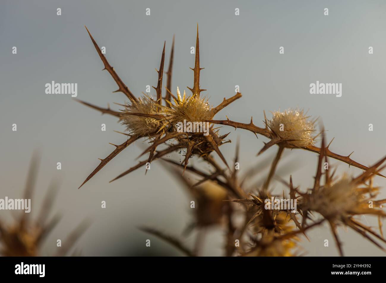 Le spine si intrecciano con delicati fiori, mostrando la bellezza della natura durante l'ora del crepuscolo. Foto Stock