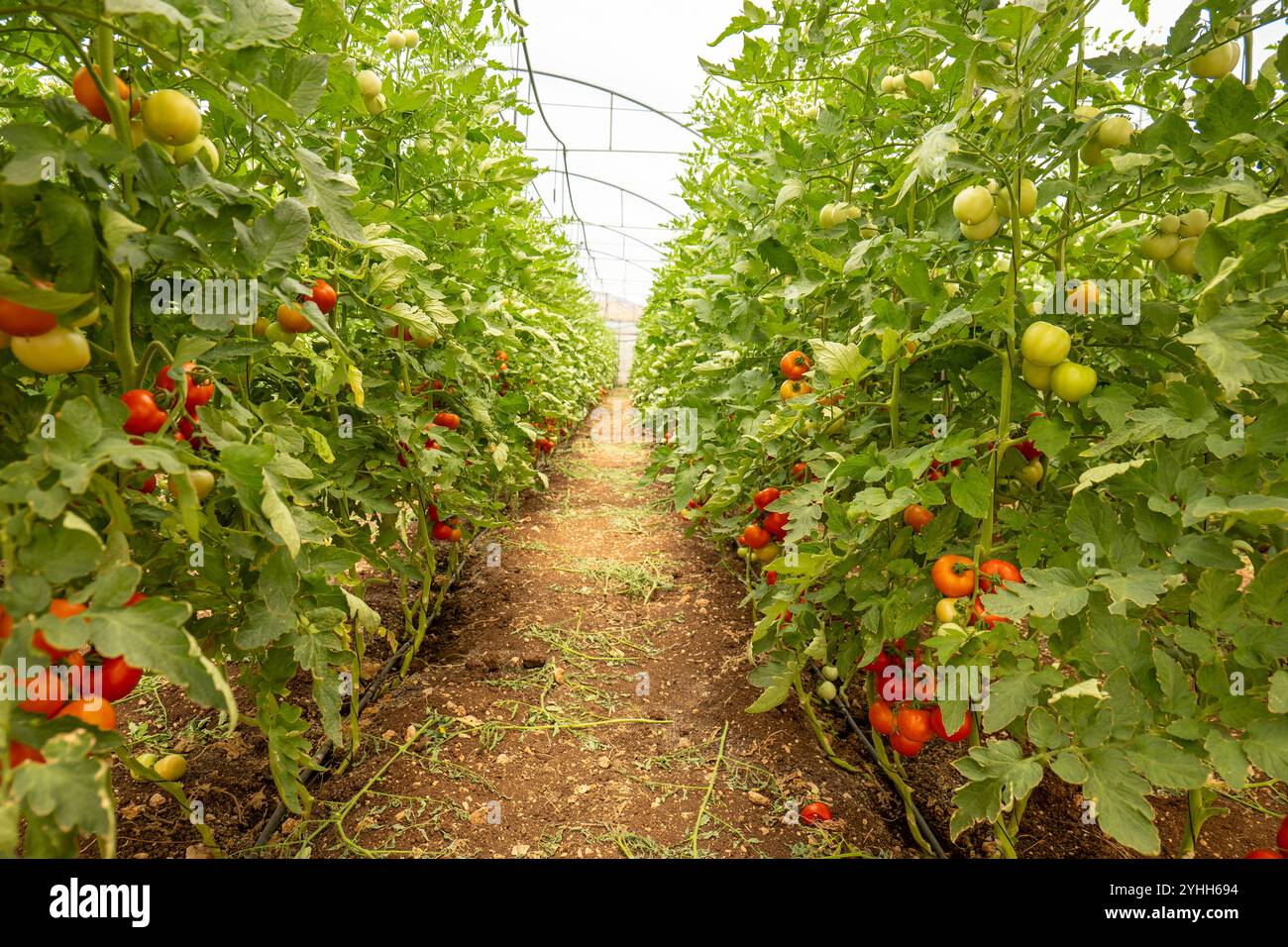 Ripresa grandangolare di una corsia tra due pareti o un ammasso di pomodori (Solanum lycopersicum) in una casa verde luminosa Foto Stock