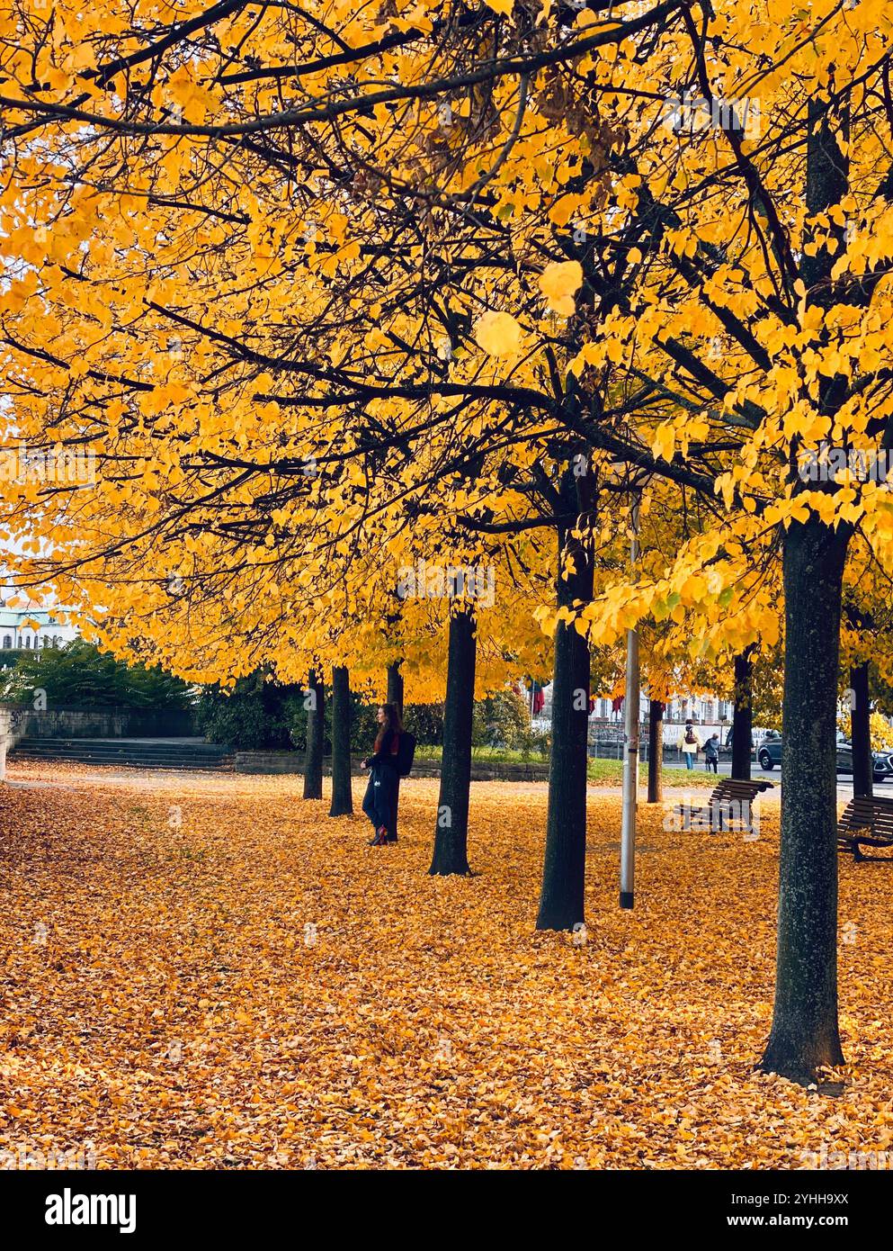 Alberi autunnali a Dresda, Sassonia, Germania - Immagine stock catturata con smartphone