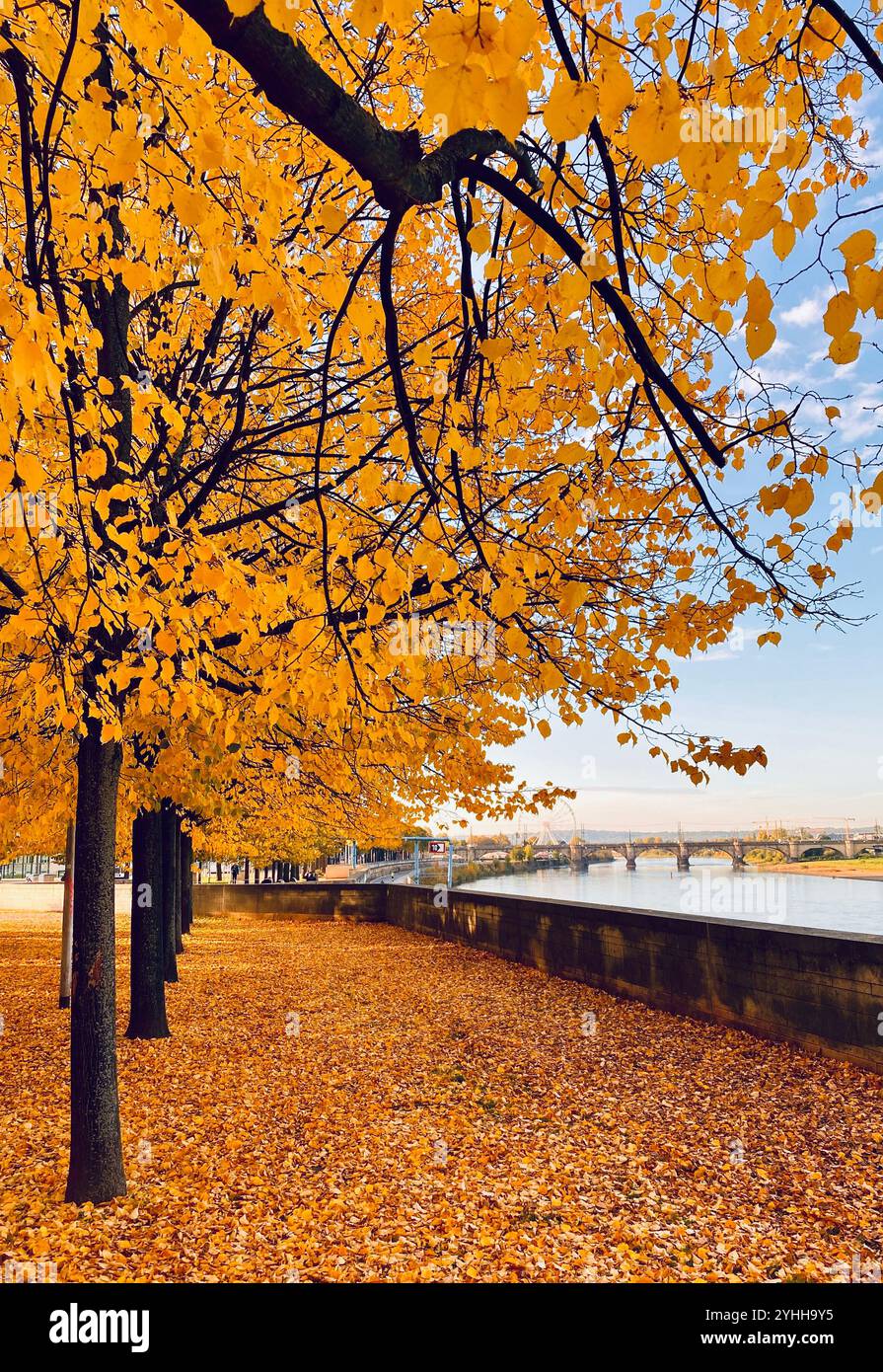 Alberi autunnali a Dresda, Sassonia, Germania - Immagine stock catturata con smartphone