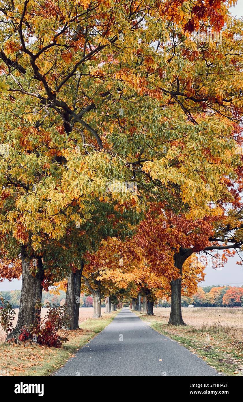 Alberi autunnali in Sassonia, Germania Foto Stock