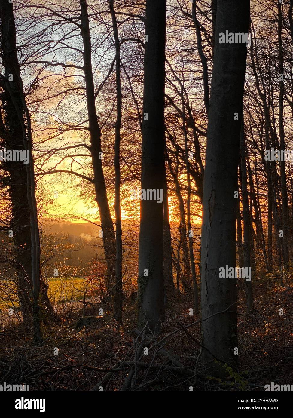 Un bellissimo tramonto magico nella foresta invernale in Germania - Immagine stock catturata con smartphone