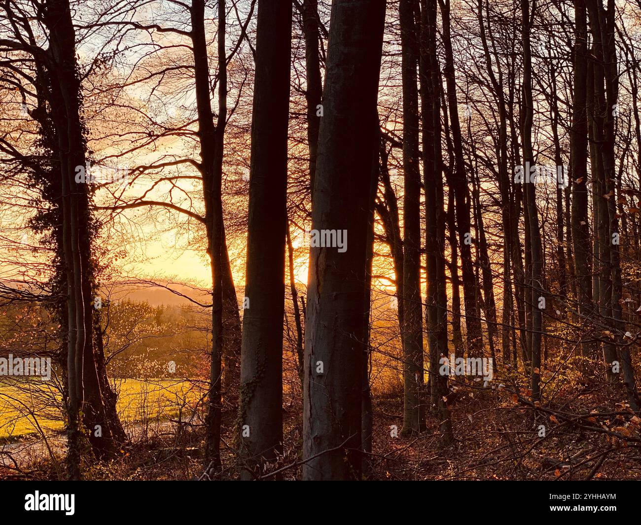 Un bellissimo tramonto magico nella foresta invernale in Germania - Immagine stock catturata con smartphone