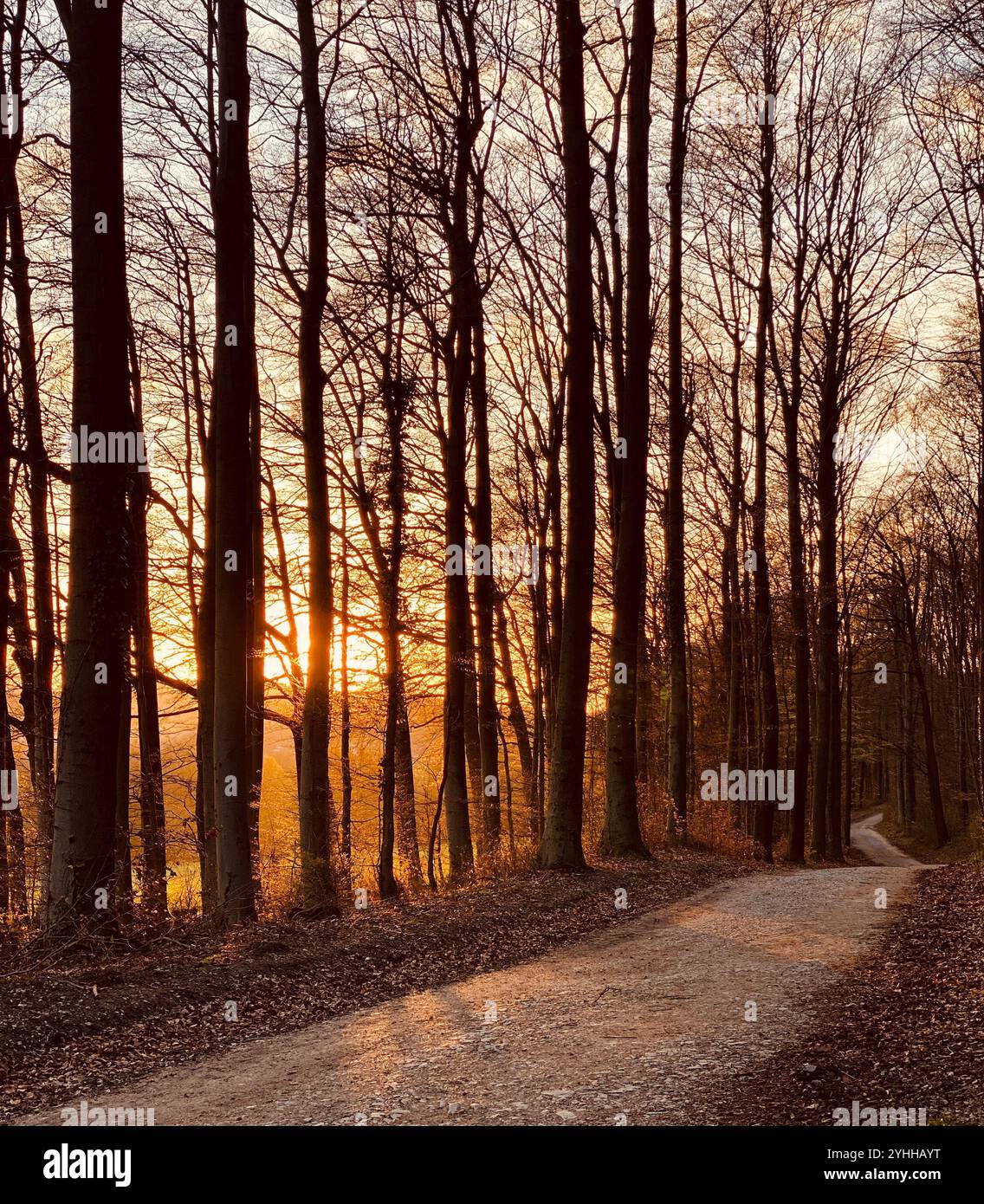 Un bellissimo tramonto magico nella foresta invernale in Germania - Immagine stock catturata con smartphone