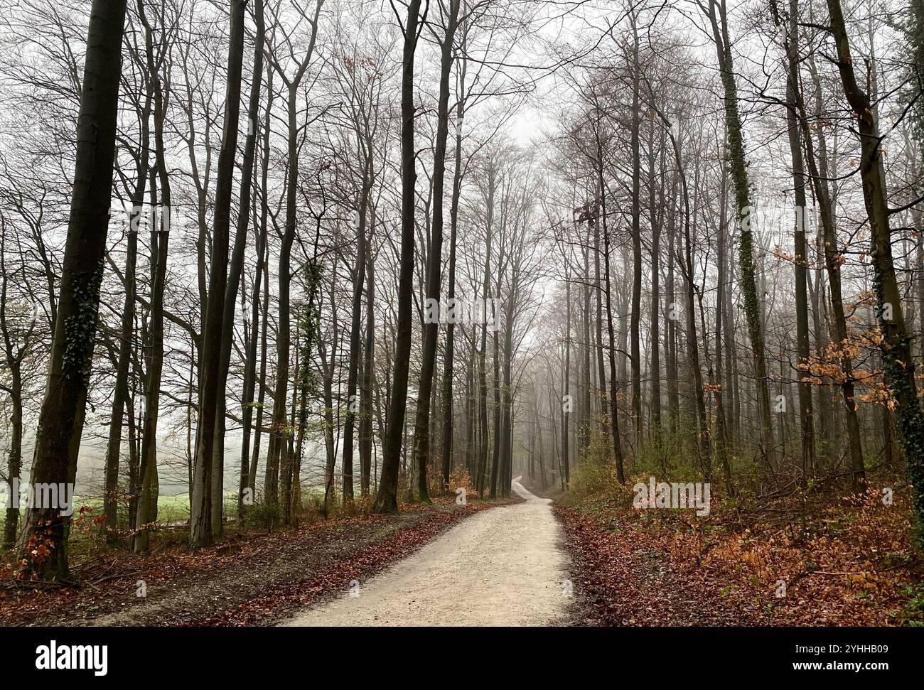 Foresta invernale di Foggy in Germania - Immagine stock catturata con smartphone