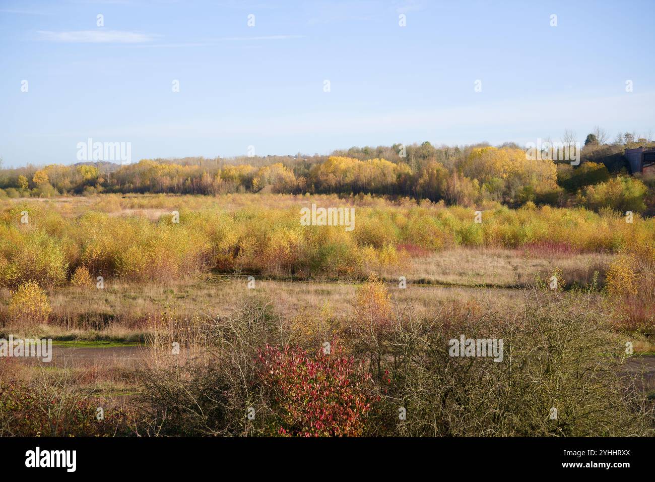 Paese aperto con arbusti a bassa crescita Foto Stock