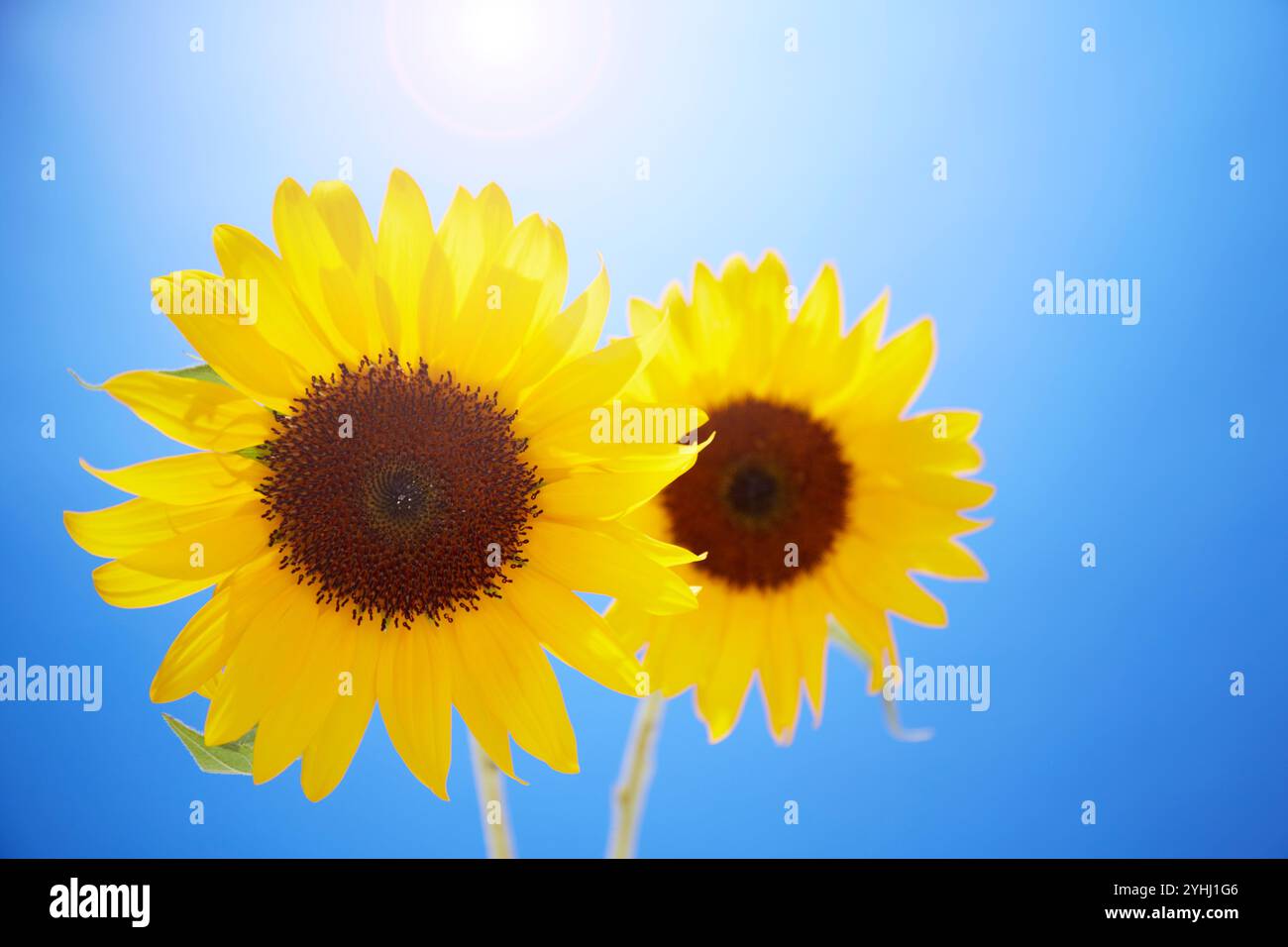 Due girasoli su due ruote con sfondo blu Foto Stock