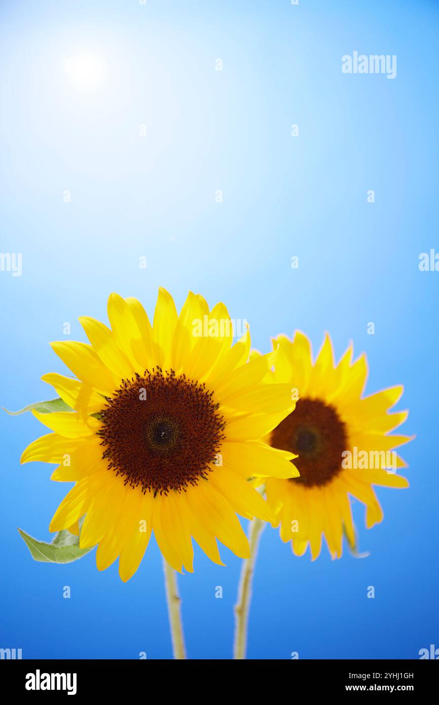 Due girasoli su due ruote con sfondo blu Foto Stock