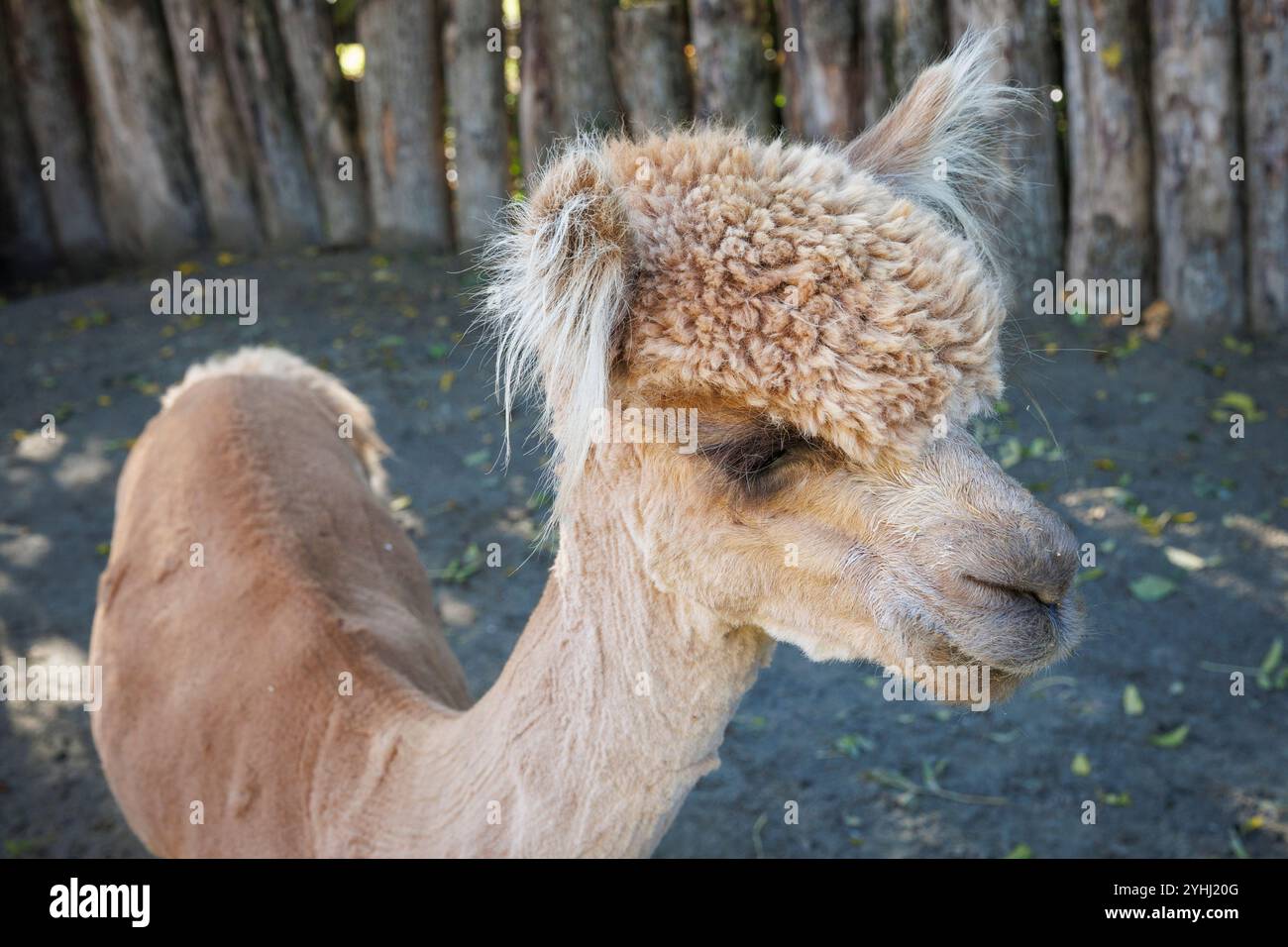 Alpaca (Vicugna pacos) in una stalla vicino a Domburg, Walcheren, Zelanda, Paesi Bassi. Alpaca Hof Zeelandia ad Aagtekerke vicino a Domburg si prende cura di malati e.. Foto Stock