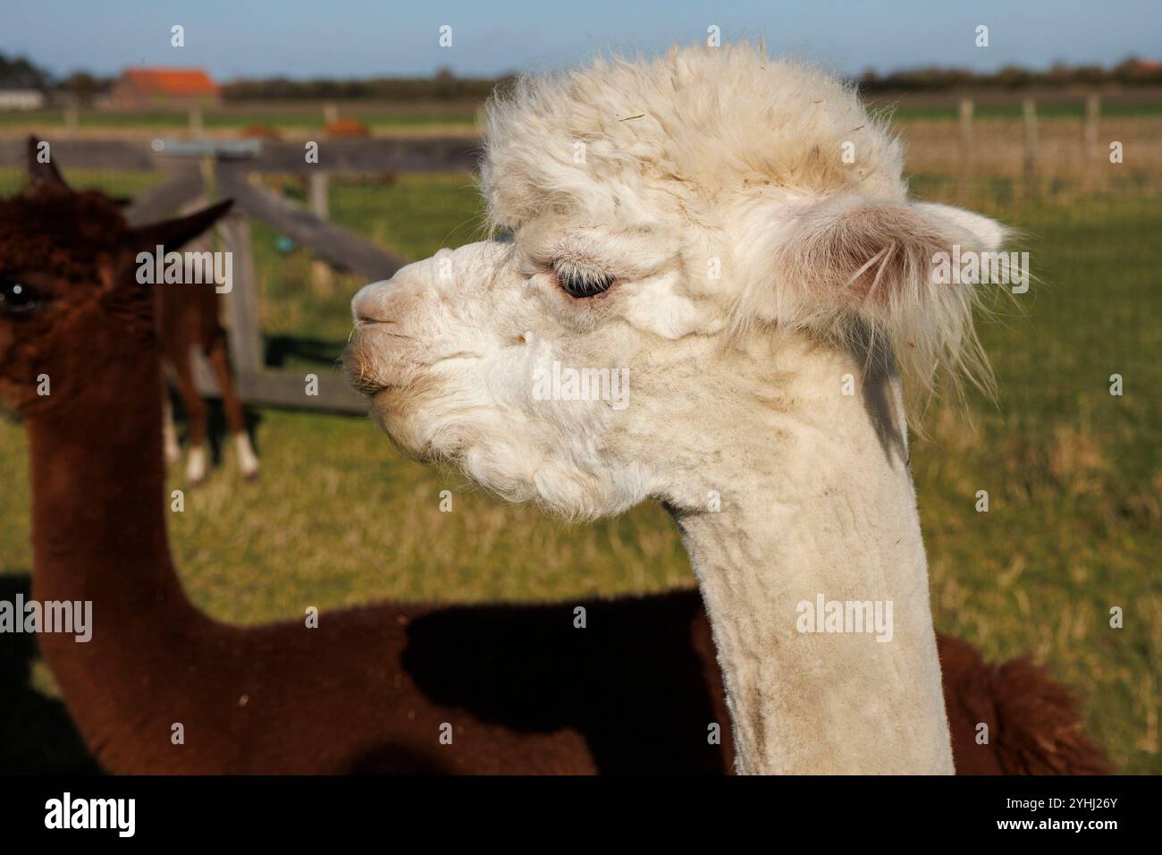 Alpaca (Vicugna pacos) su un prato vicino a Domburg, Walcheren, Zelanda, Paesi Bassi. Alpaca Hof Zeelandia ad Aagtekerke vicino a Domburg si prende cura di un malato Foto Stock