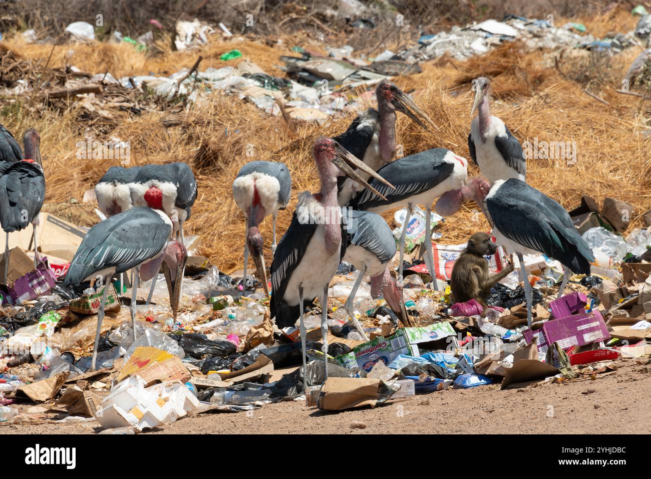 Le cicogne di Marabou (Leptoptilos crumenifer) e i babbuini di chacma (Papio ursinus) raccolgono i rifiuti in una discarica del Botswana Foto Stock