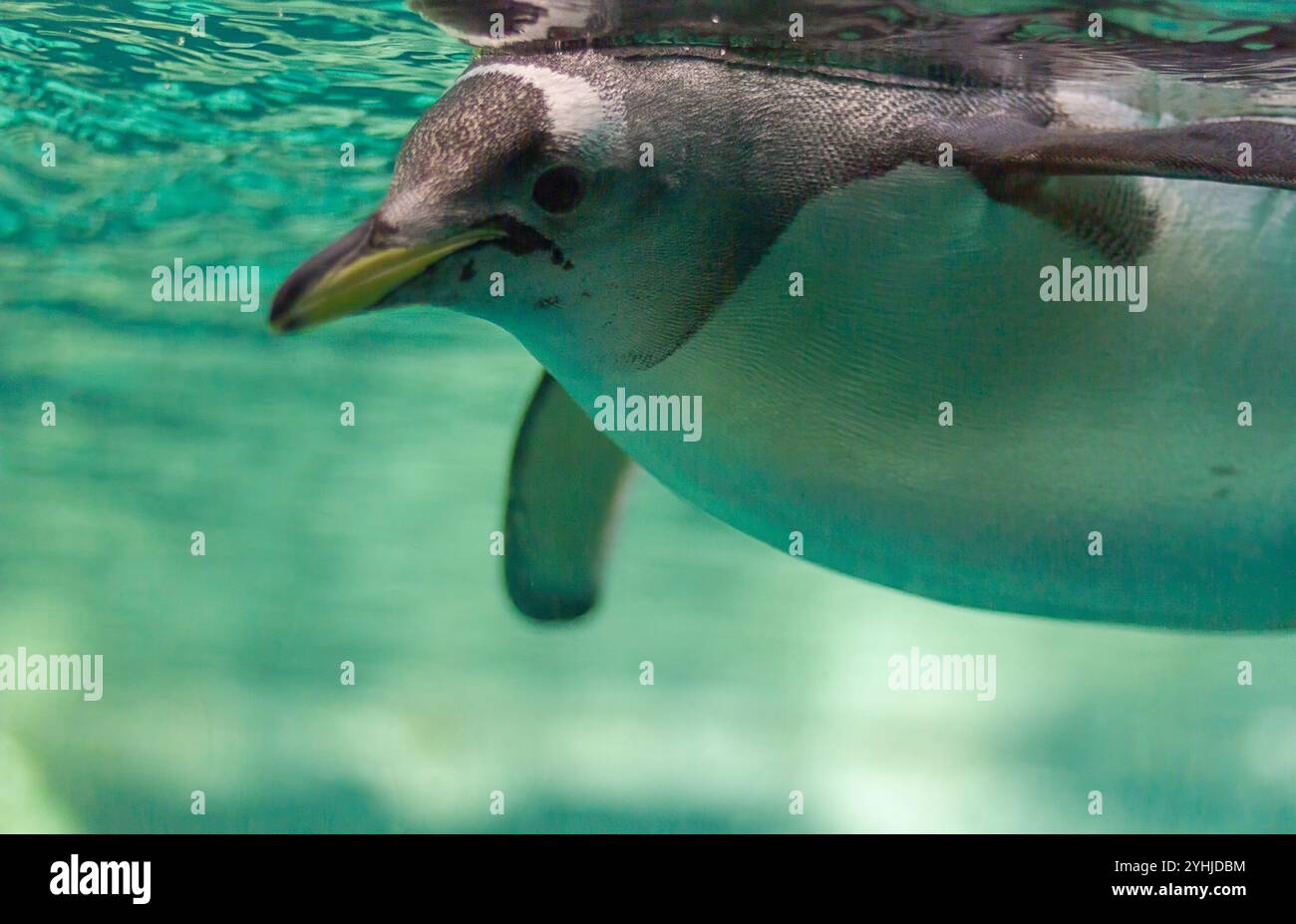 Pinguini che scivolano attraverso l'acqua cristallina Foto Stock