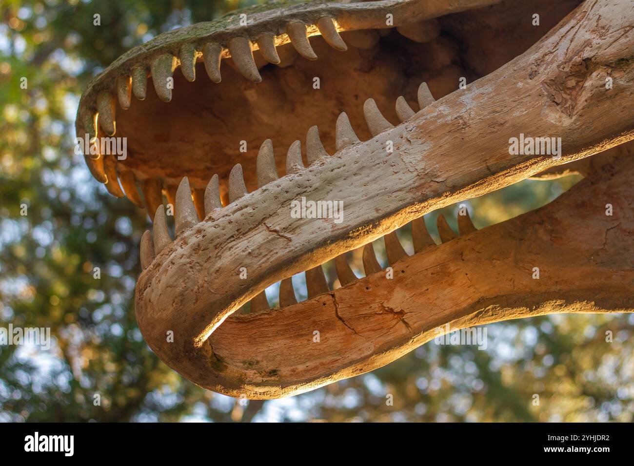 Primo piano di T Rex Dinosaur Skull Replica che mostra denti affilati alla luce del sole Foto Stock
