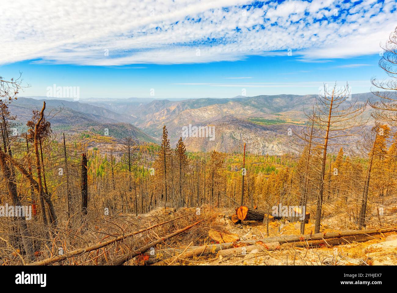Masterizzazione di resti di alberi dopo un incendio. National American parco naturale-Yosemite. Foto Stock