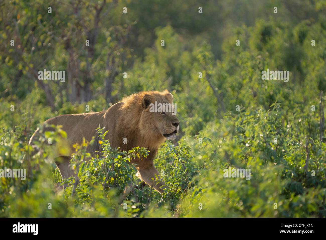 Lion, Panthera leo, camminando attraverso il Bush africano verso il suo orgoglio. Parco nazionale del Chobe, Botswana, Africa Foto Stock