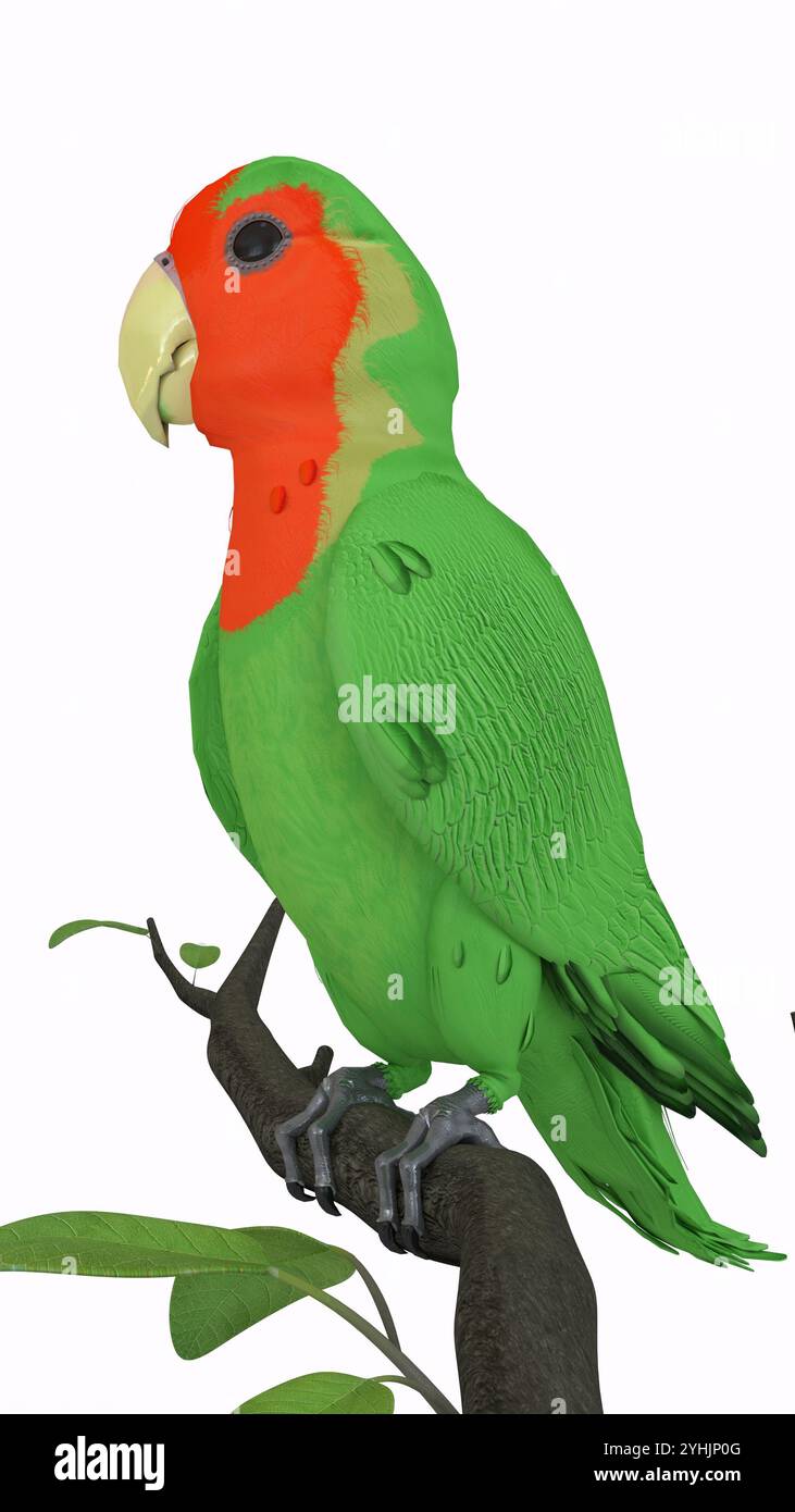 pappagallo sul ramo con sfondo bianco Foto Stock