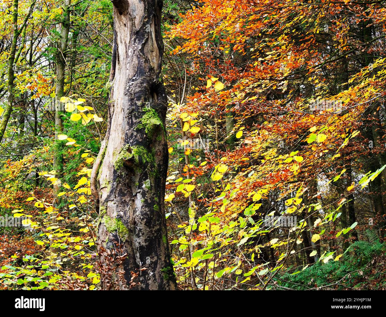 Tronco di alberi morti circondato dai colori autunnali di Strid Wood, a Bolton Abbey, North Yorkshire, Inghilterra Foto Stock