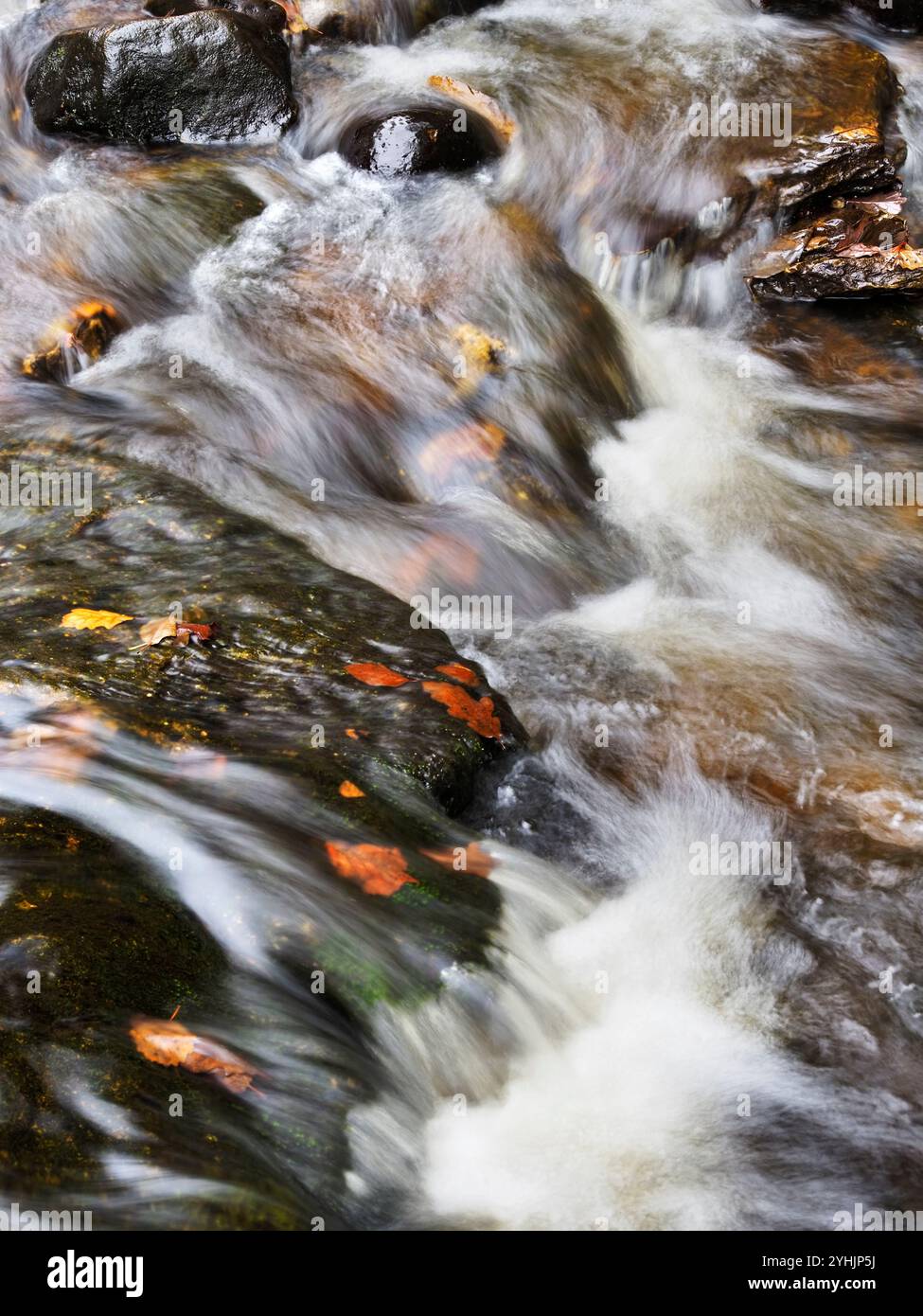 Acqua in movimento e foglie autunnali a Posforth Gill Bolton Abbey, North Yorkshire, Inghilterra Foto Stock