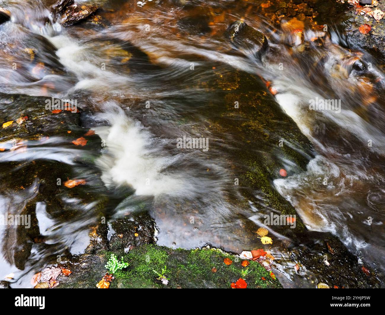 Acqua in movimento e foglie autunnali a Posforth Gill Bolton Abbey, North Yorkshire, Inghilterra Foto Stock