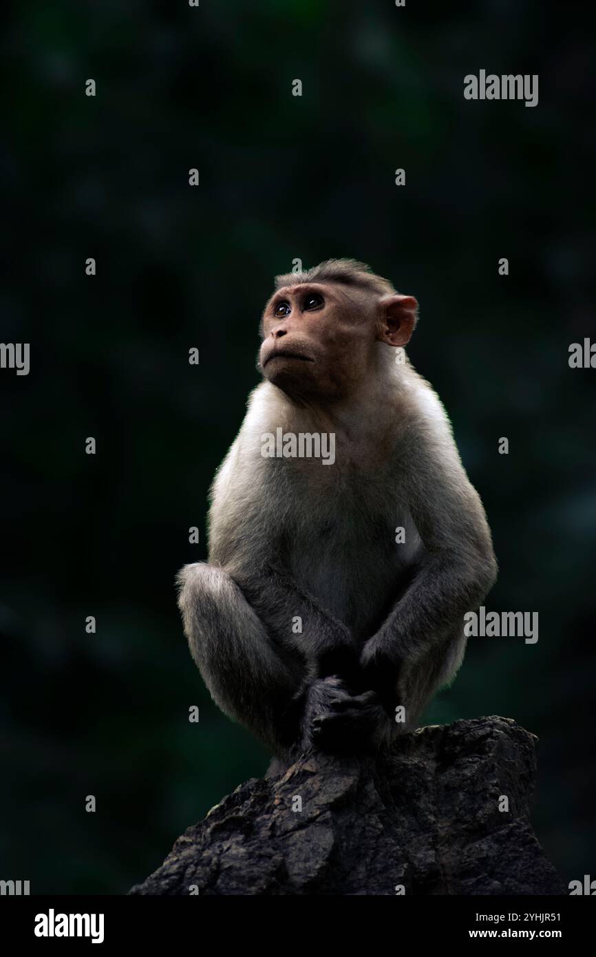 Potrait di una scimmia emotiva che guarda lateralmente in posa per una foto Foto Stock