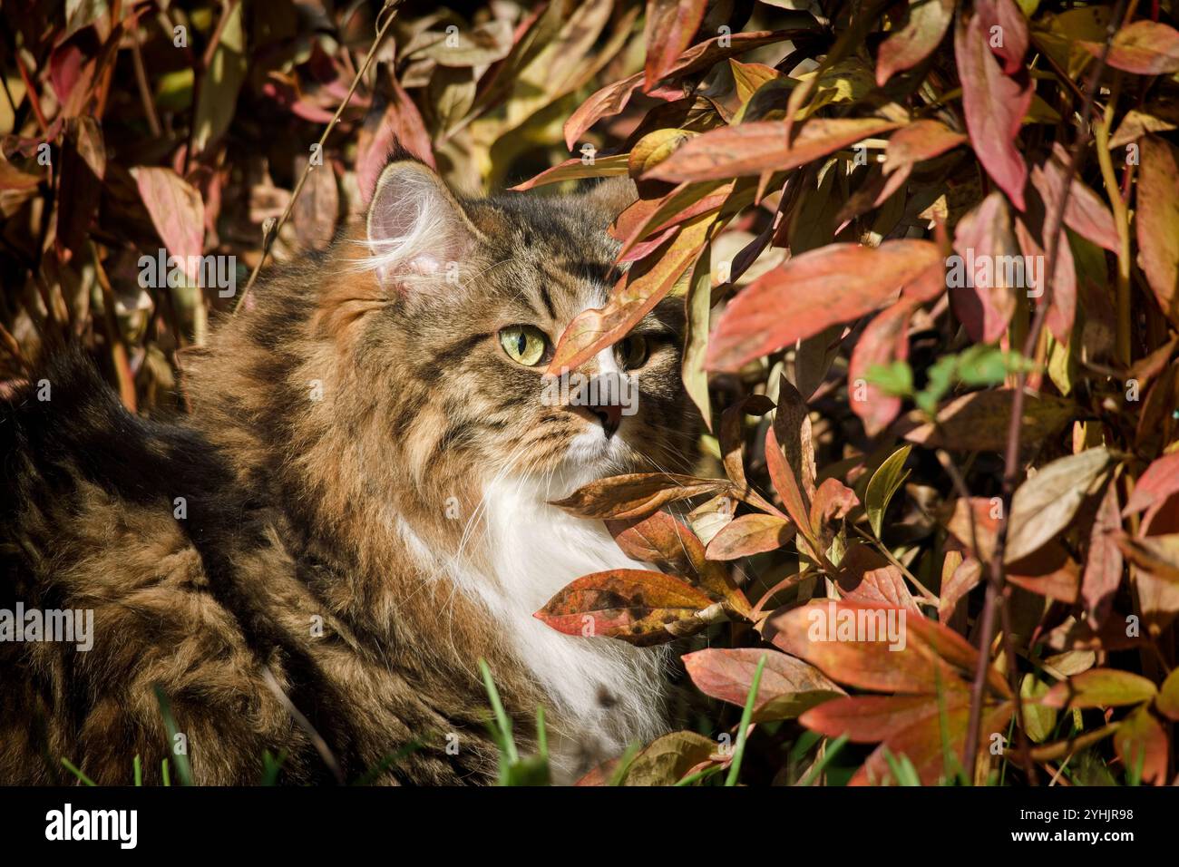 Gatto siberiano in giardino tra fiori e foglie autunnali, illuminato dai raggi del sole. Foto Stock